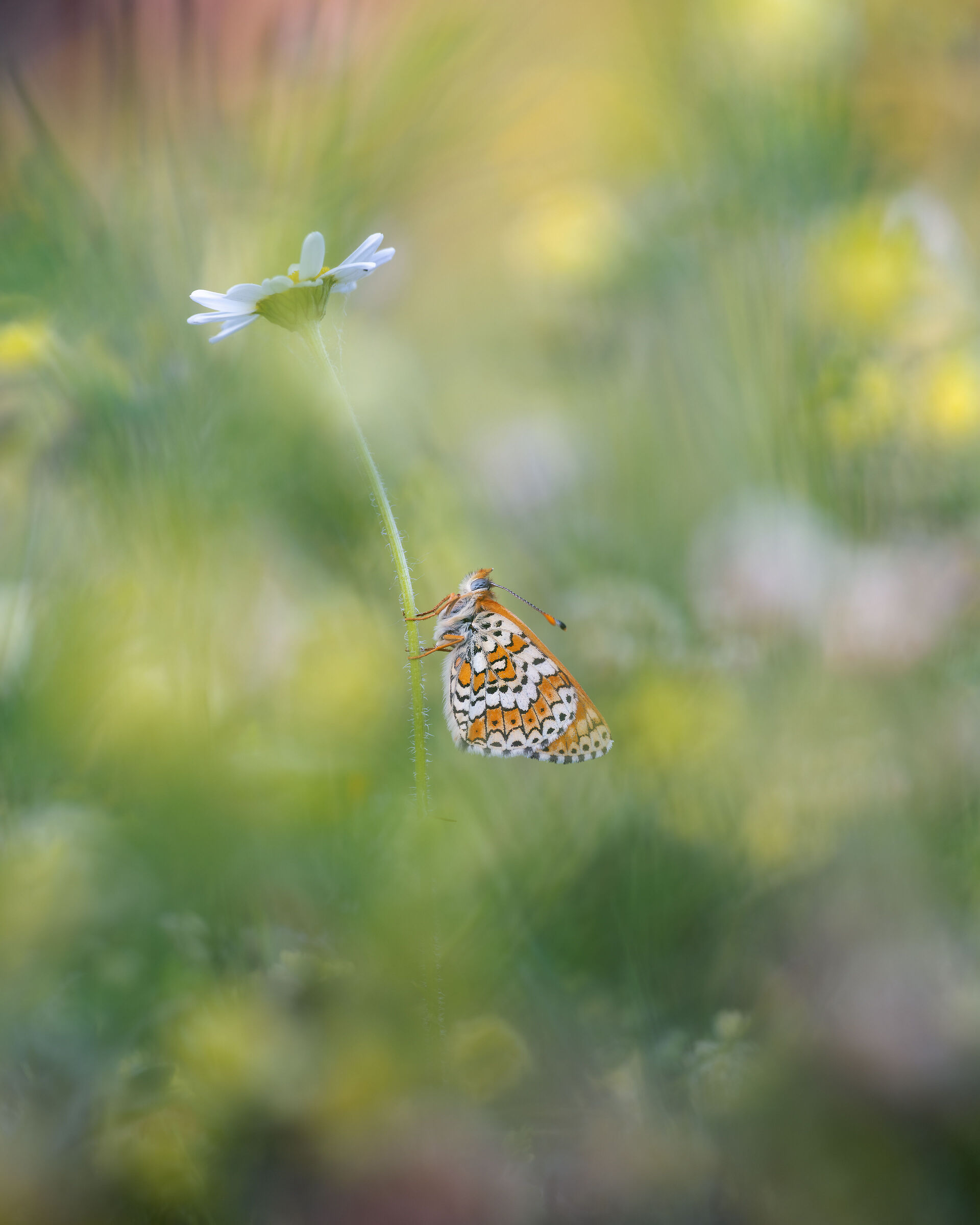 Melitaea cinxia