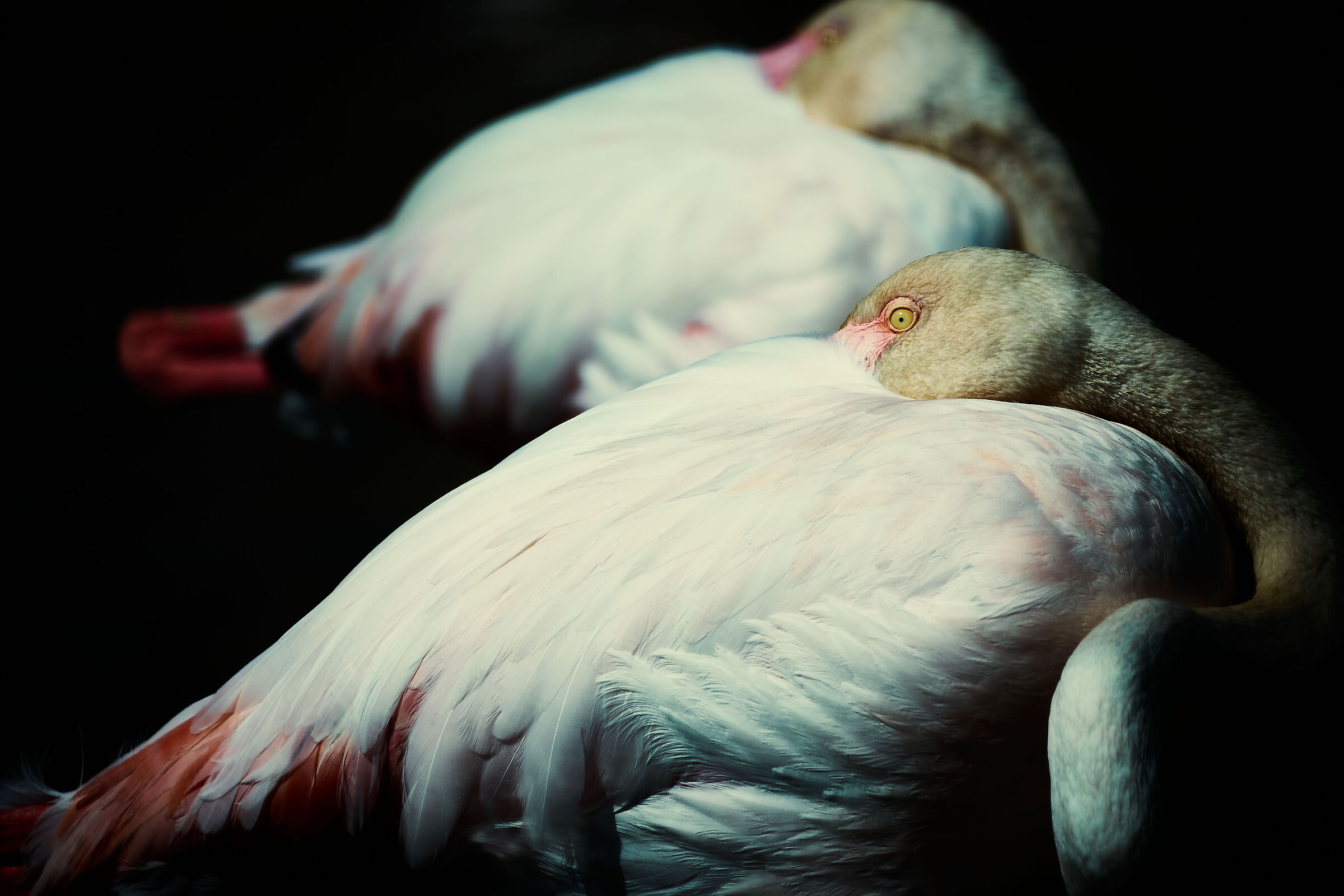 The watchful gaze of the flamingo