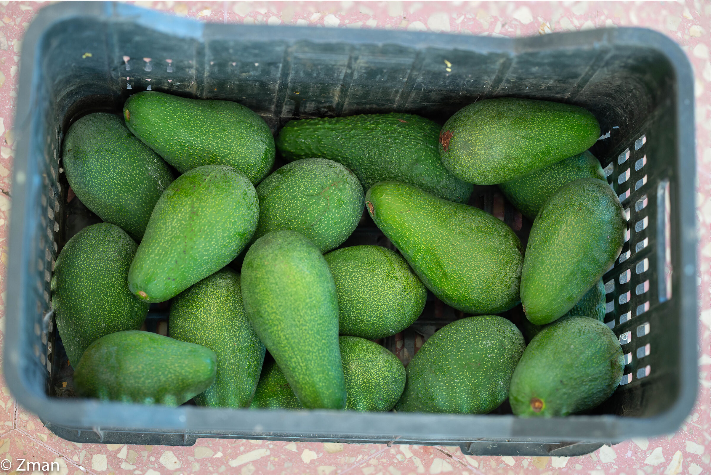 Avocates in a Box
