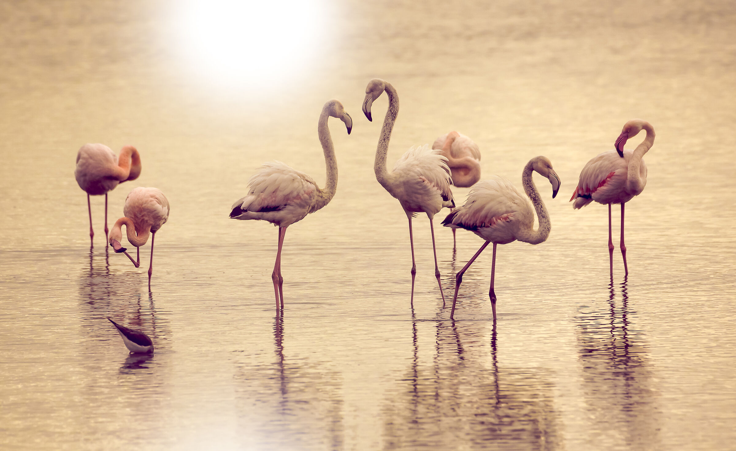 Flock