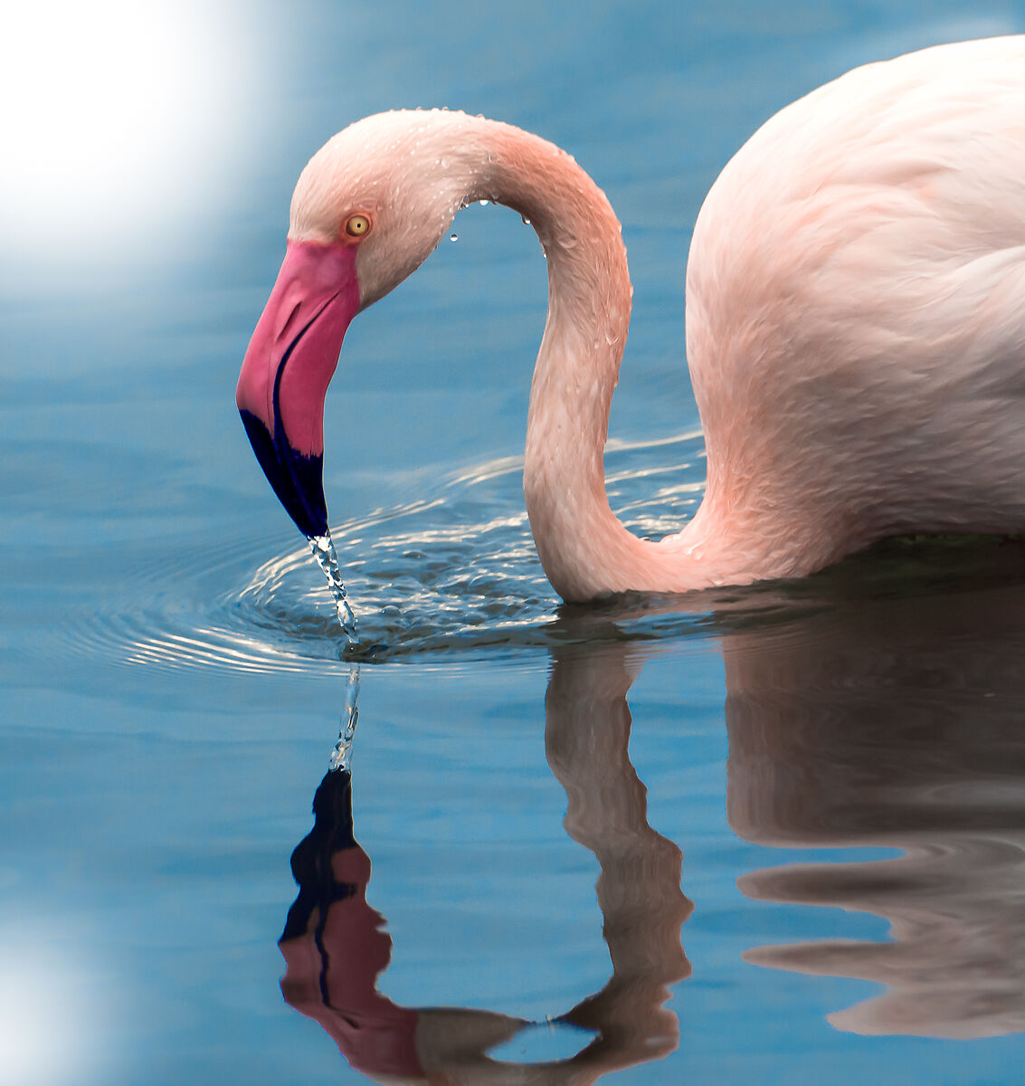 Flamingo