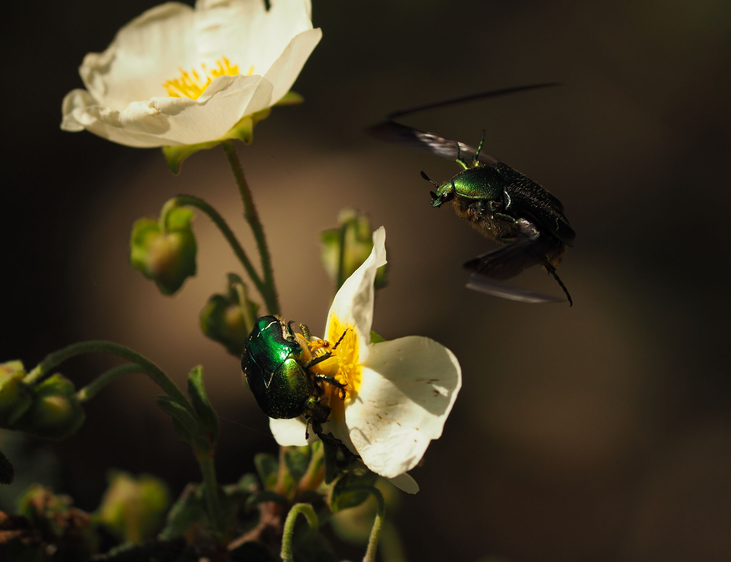 Cetonia dorata (Cetonia aurata (Linnaeus, 1758)
