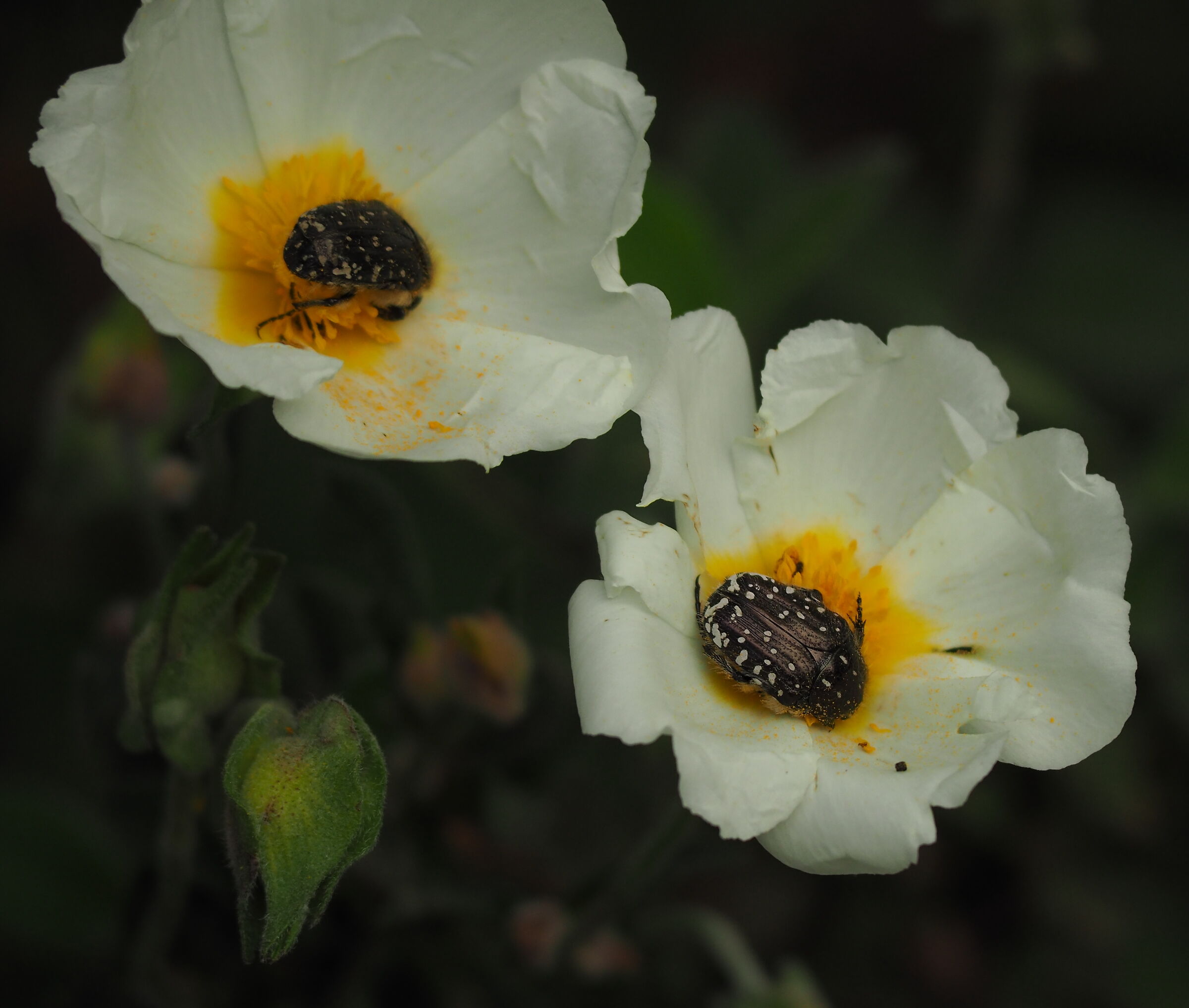Cetoniella (Oxythyrea funesta)