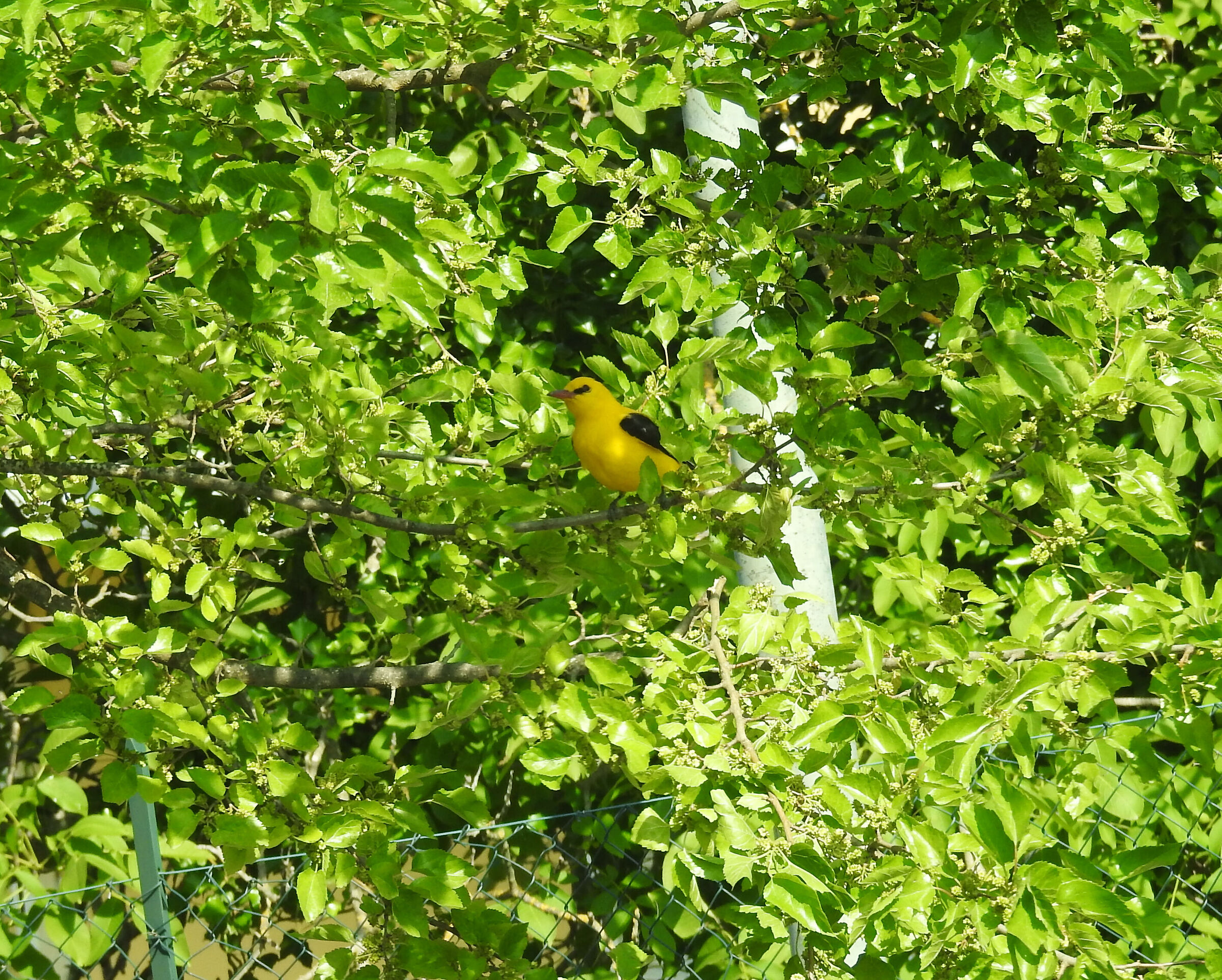 Oriolo or oriole