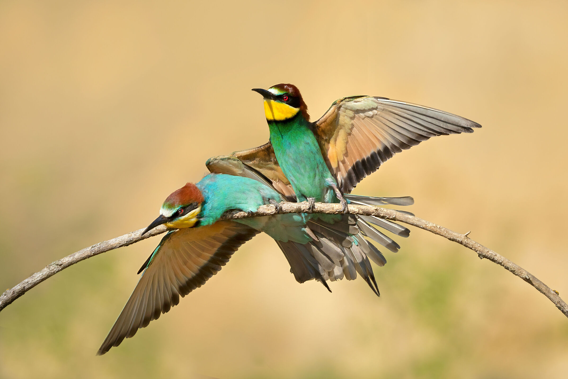 Bee-eaters