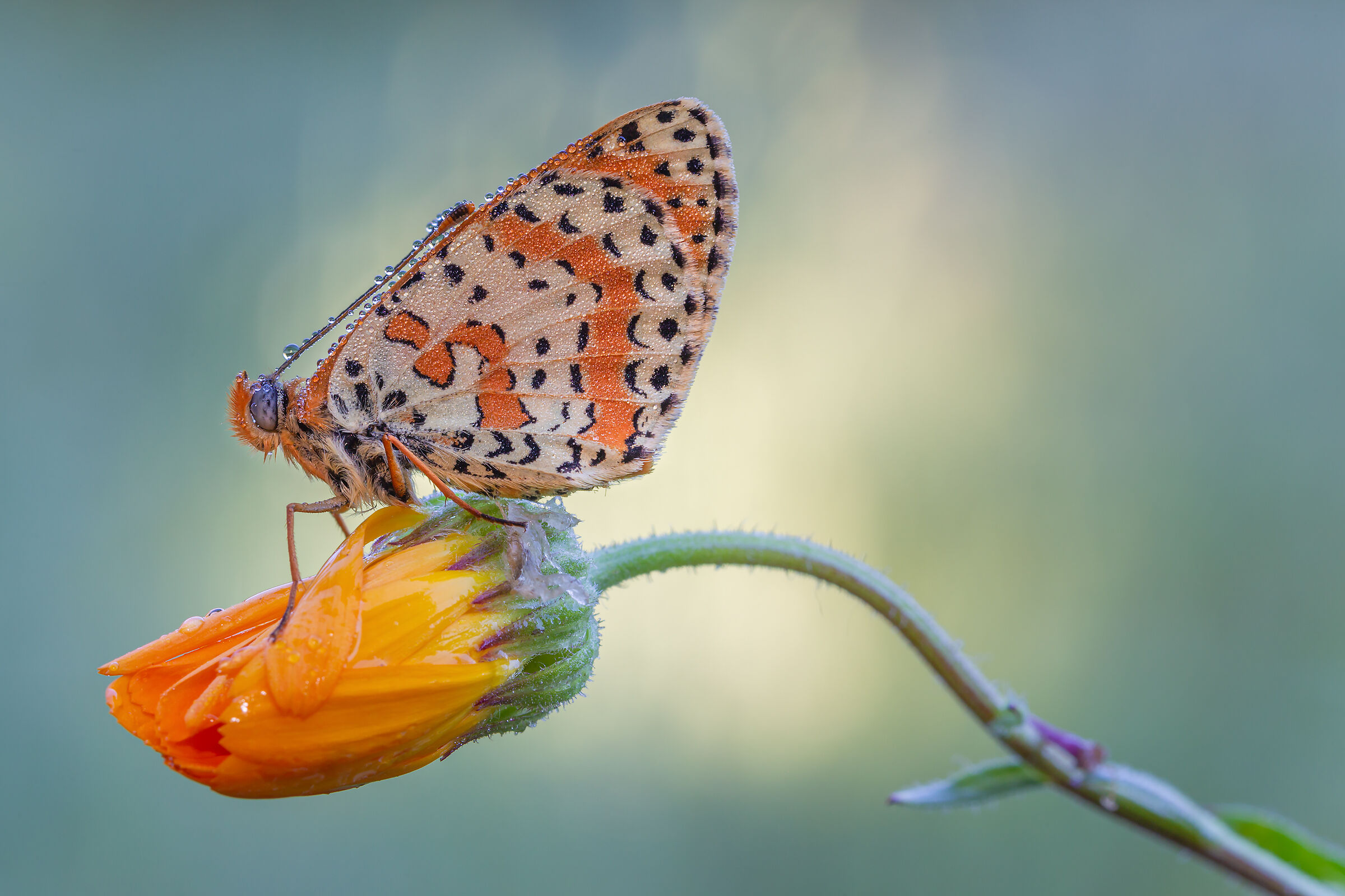 Melitaea