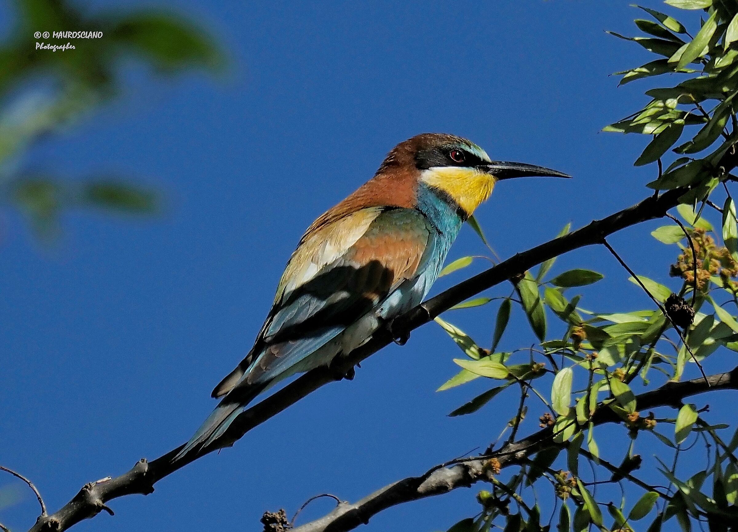 Bee-eater