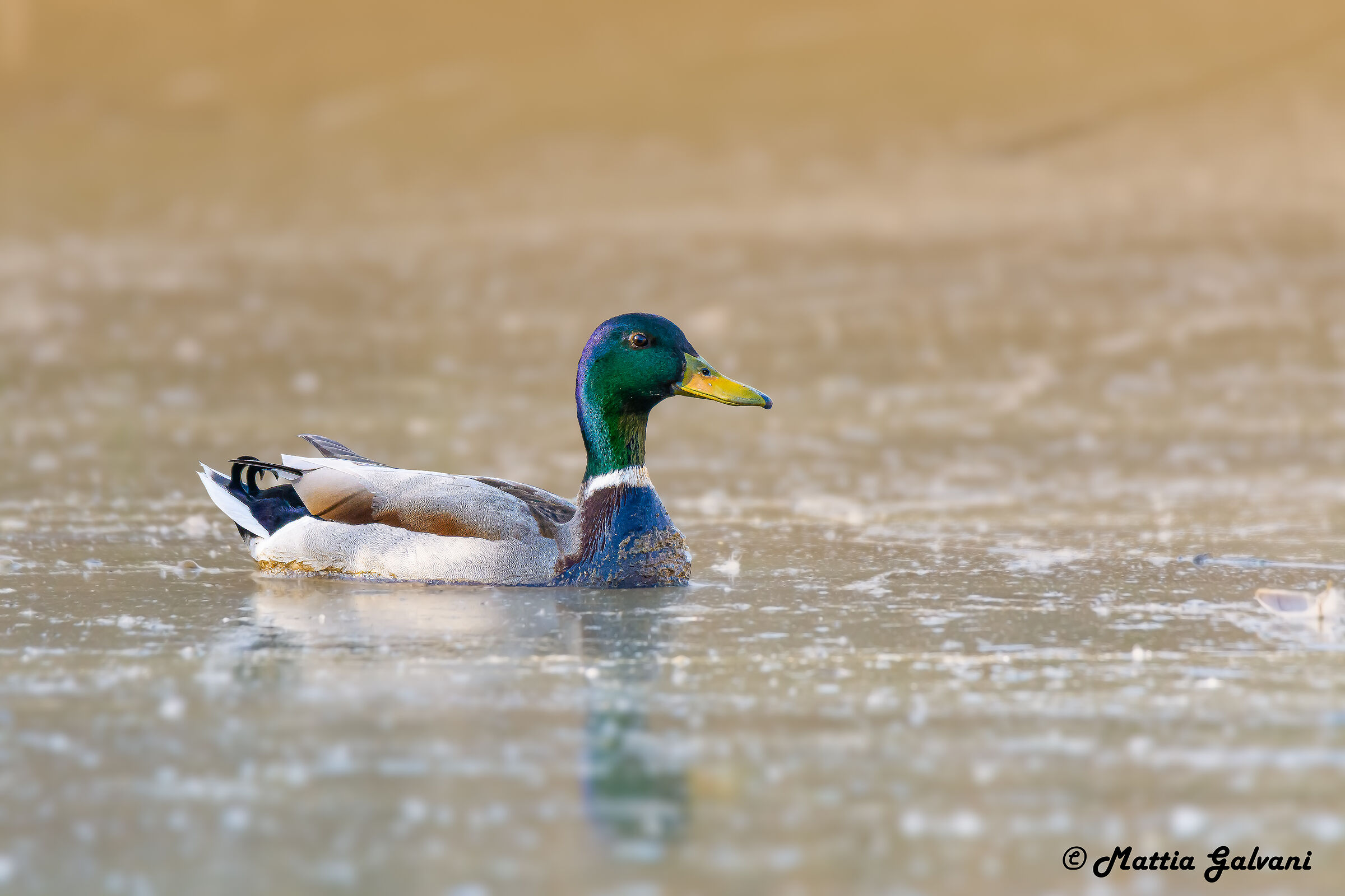 Germano Reale M sporchiccio