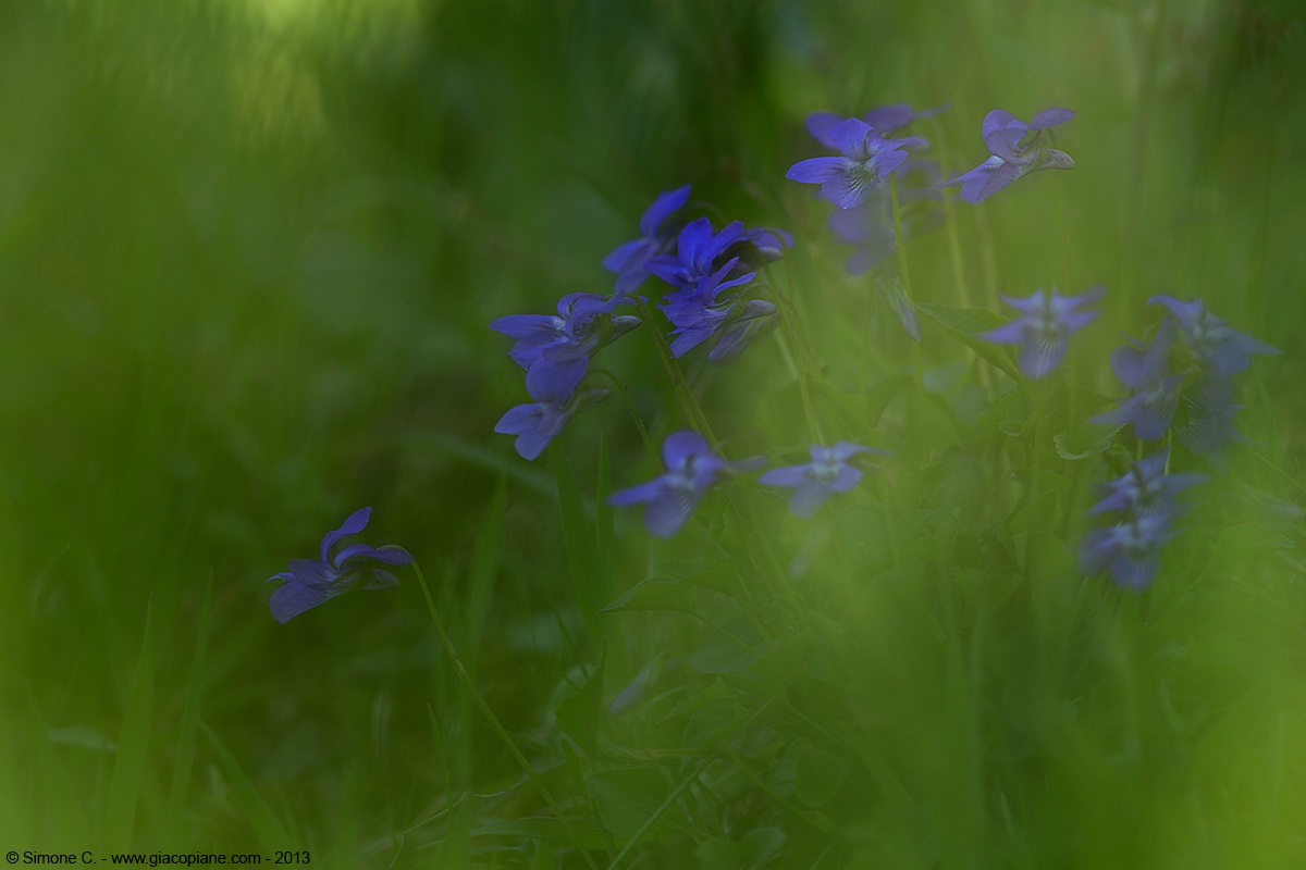 Experiment with violets