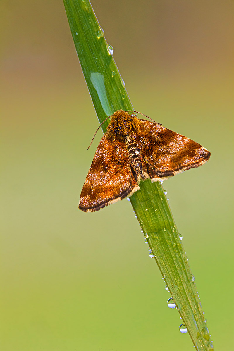 Micro moth