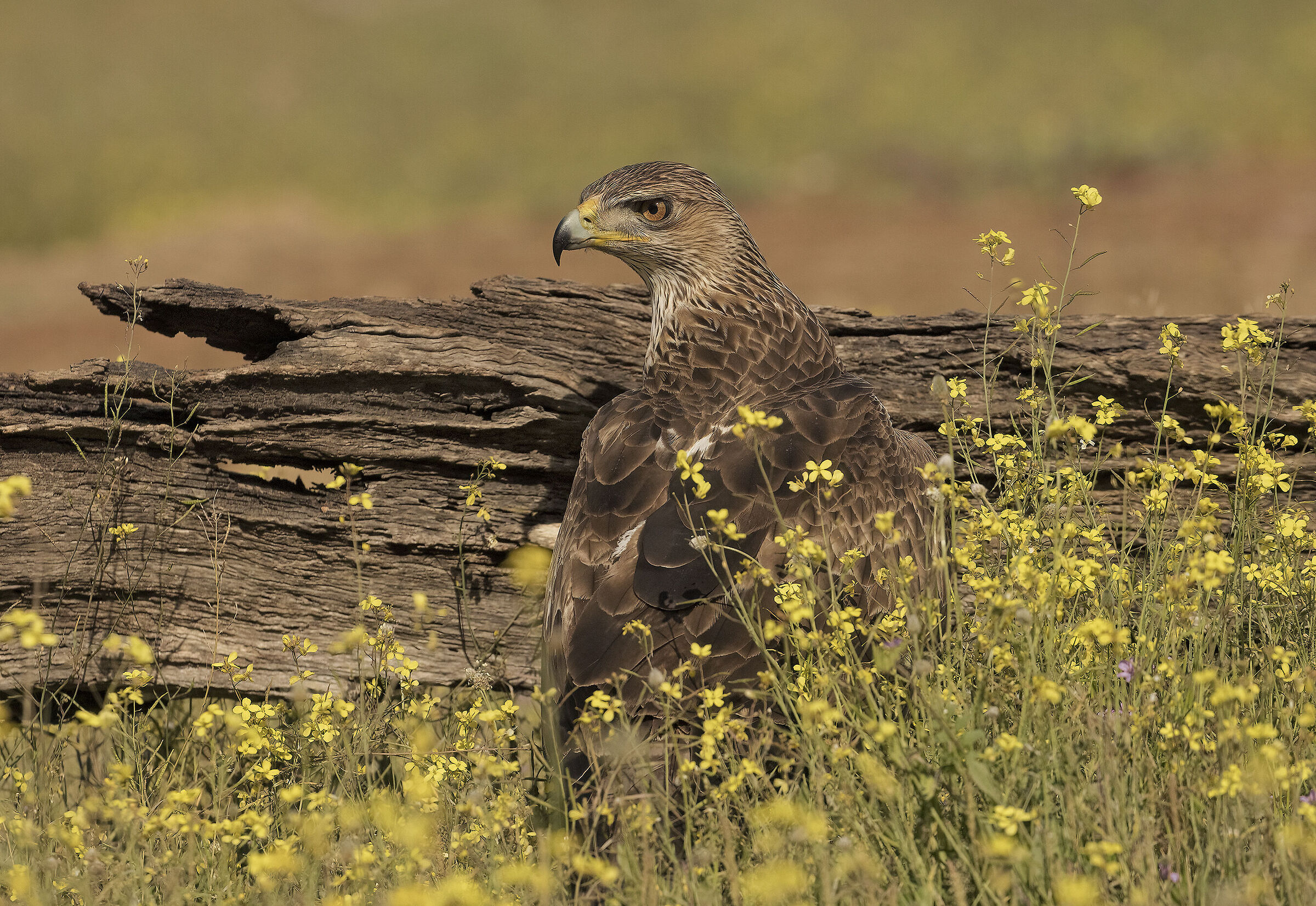 aquila di bonelli