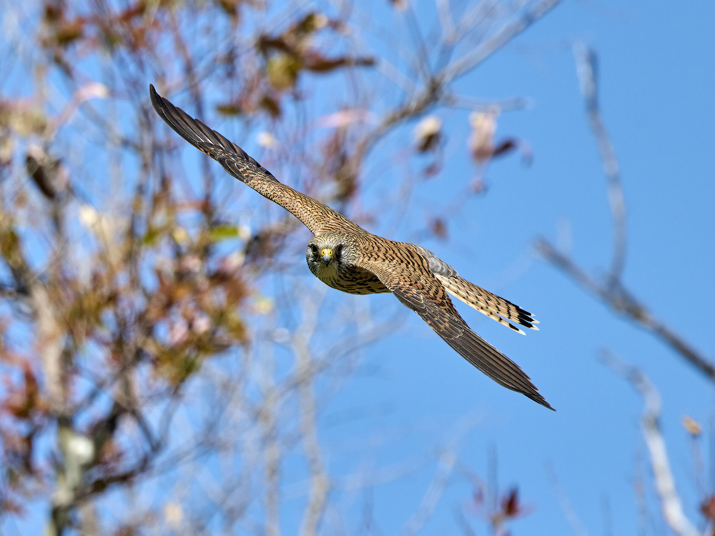 Kestrel