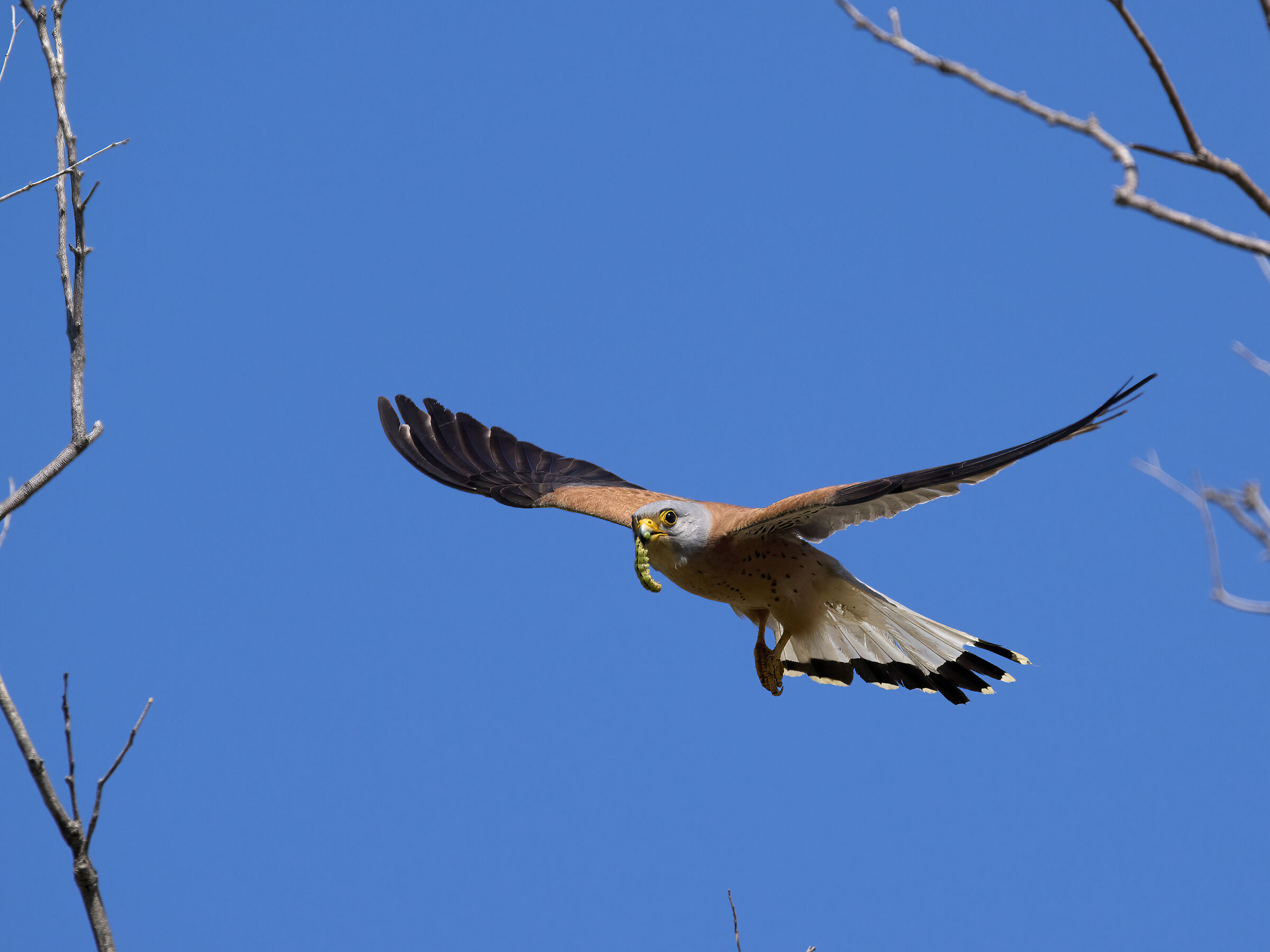 Kestrel