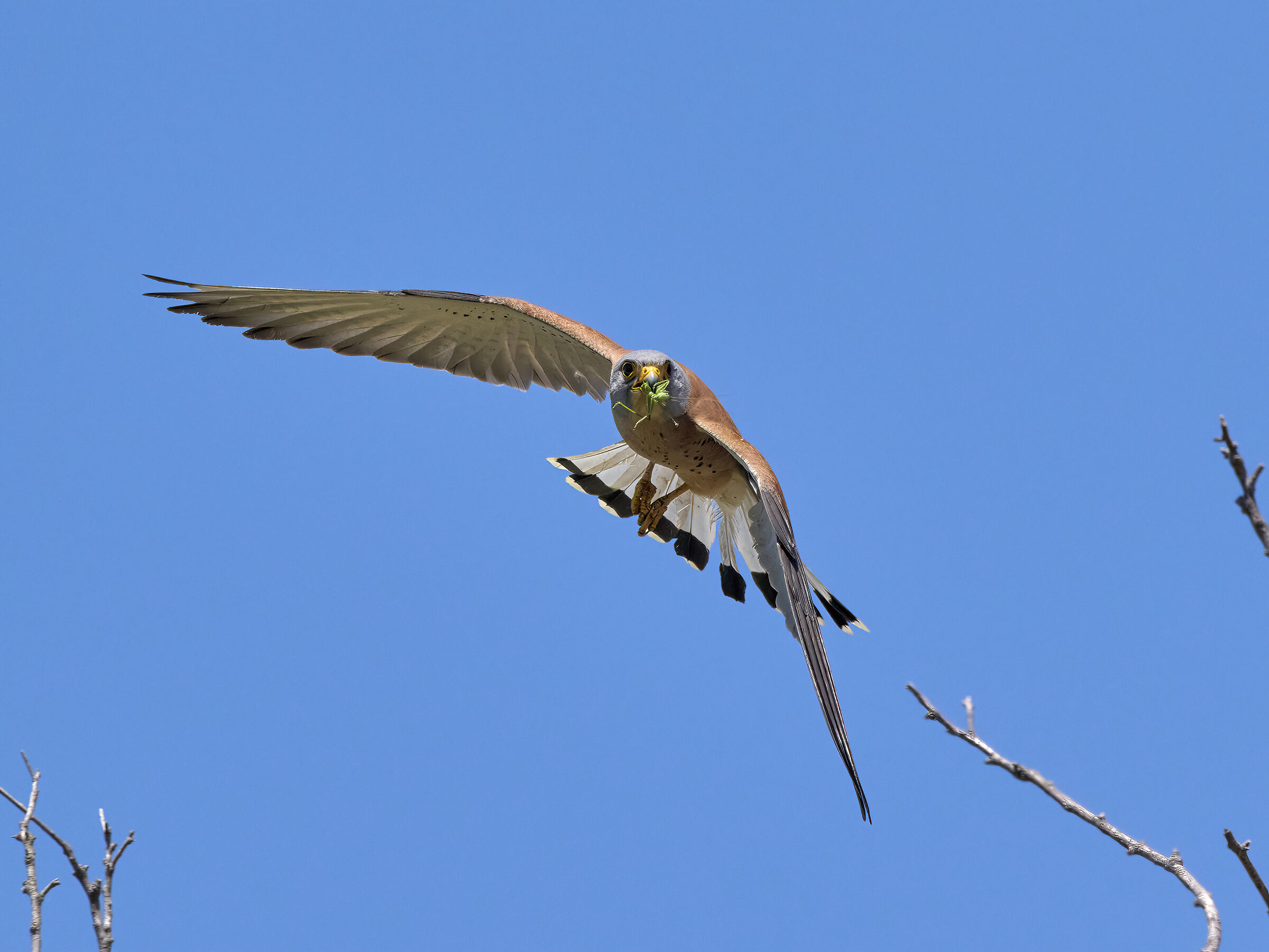 Kestrel