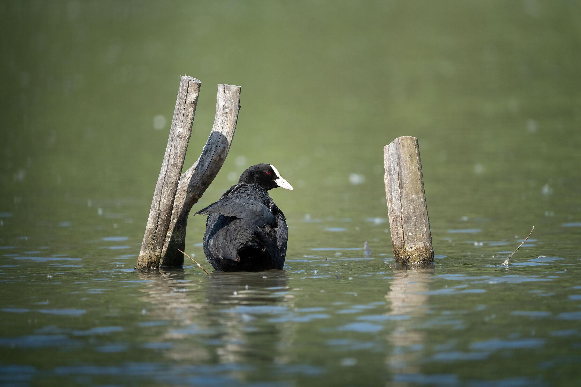 Folaga (Lago di Alviano)