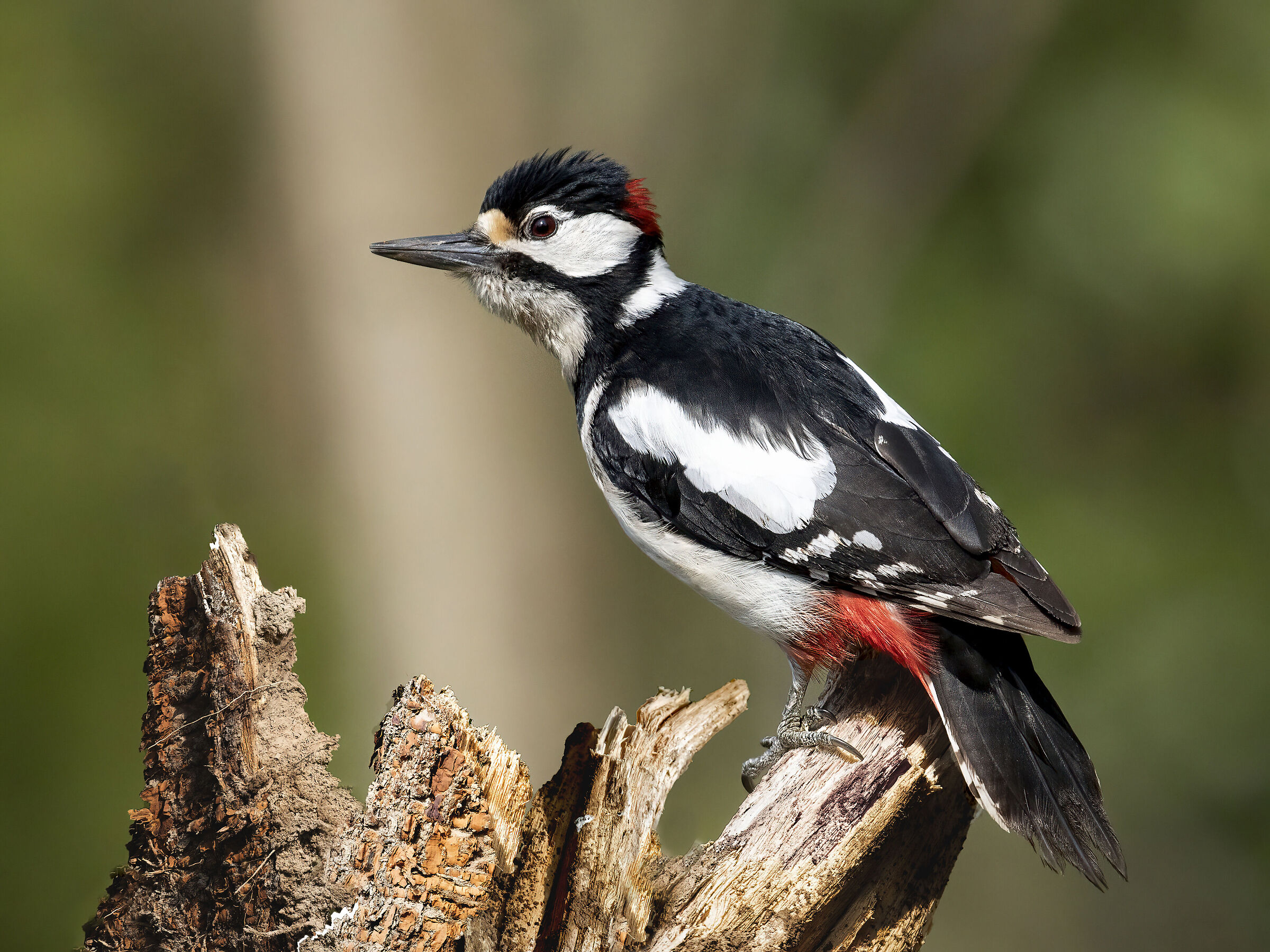 picchio rosso maggiore