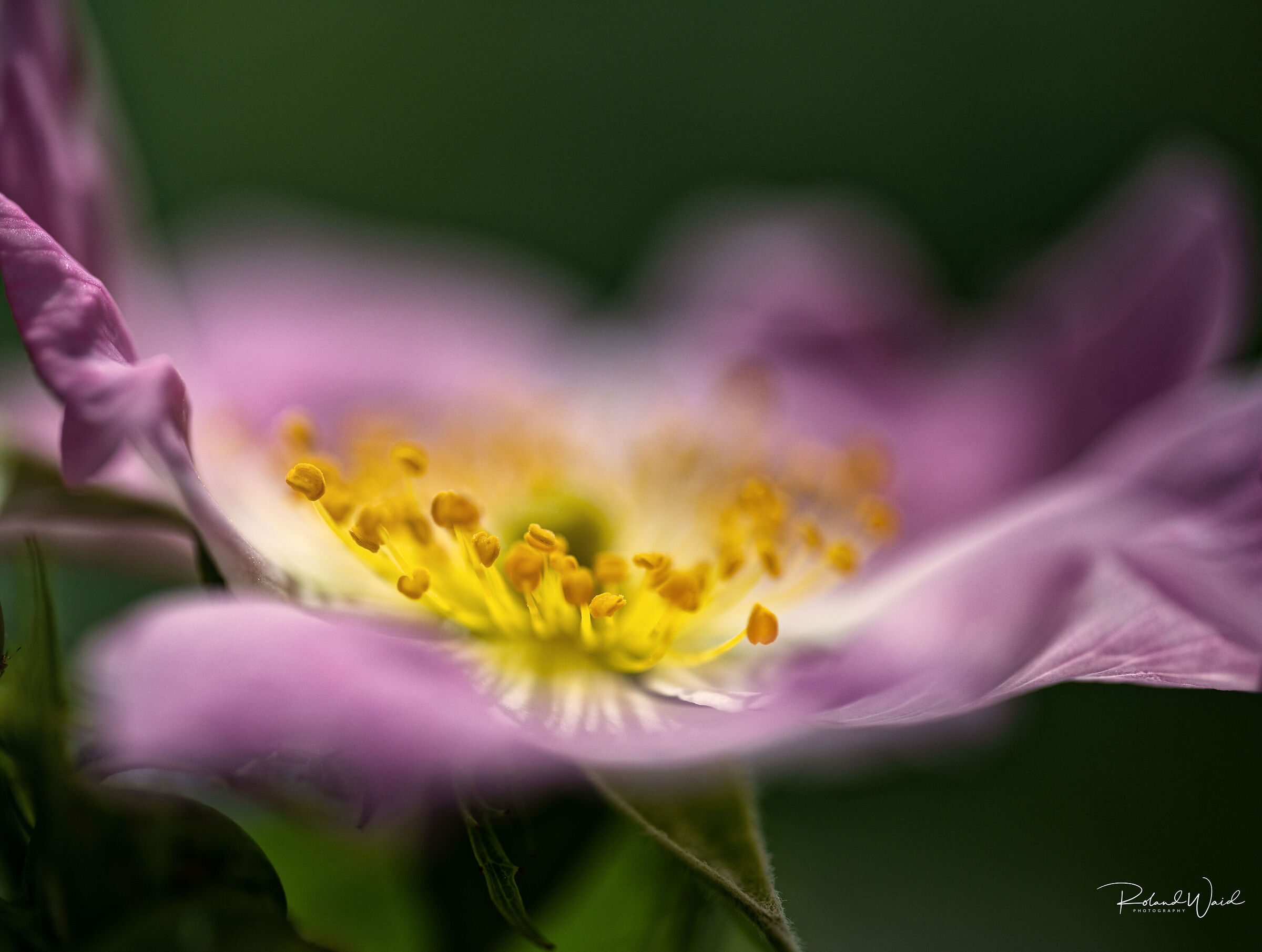 rosa selvatica