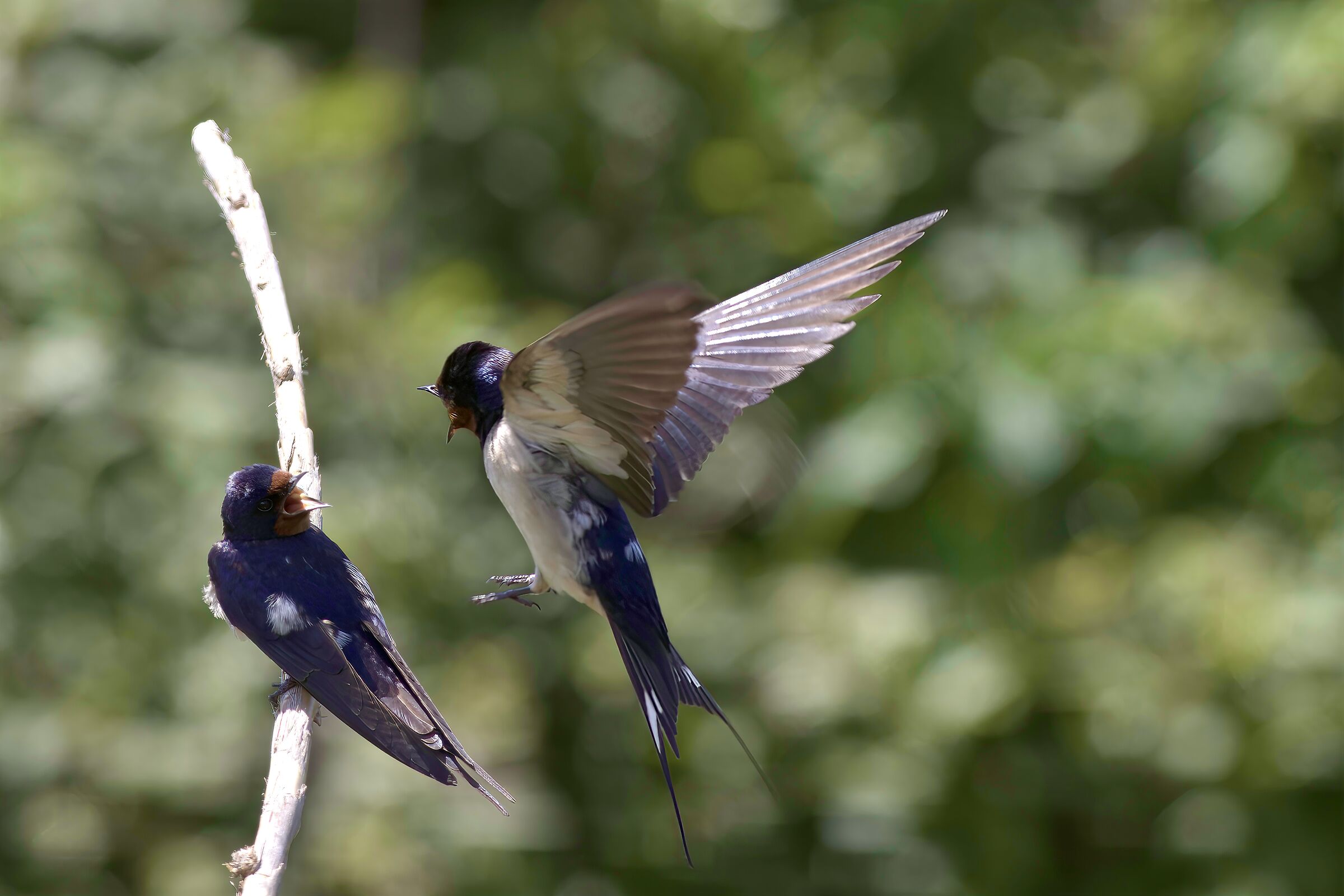 a discussion between swallows