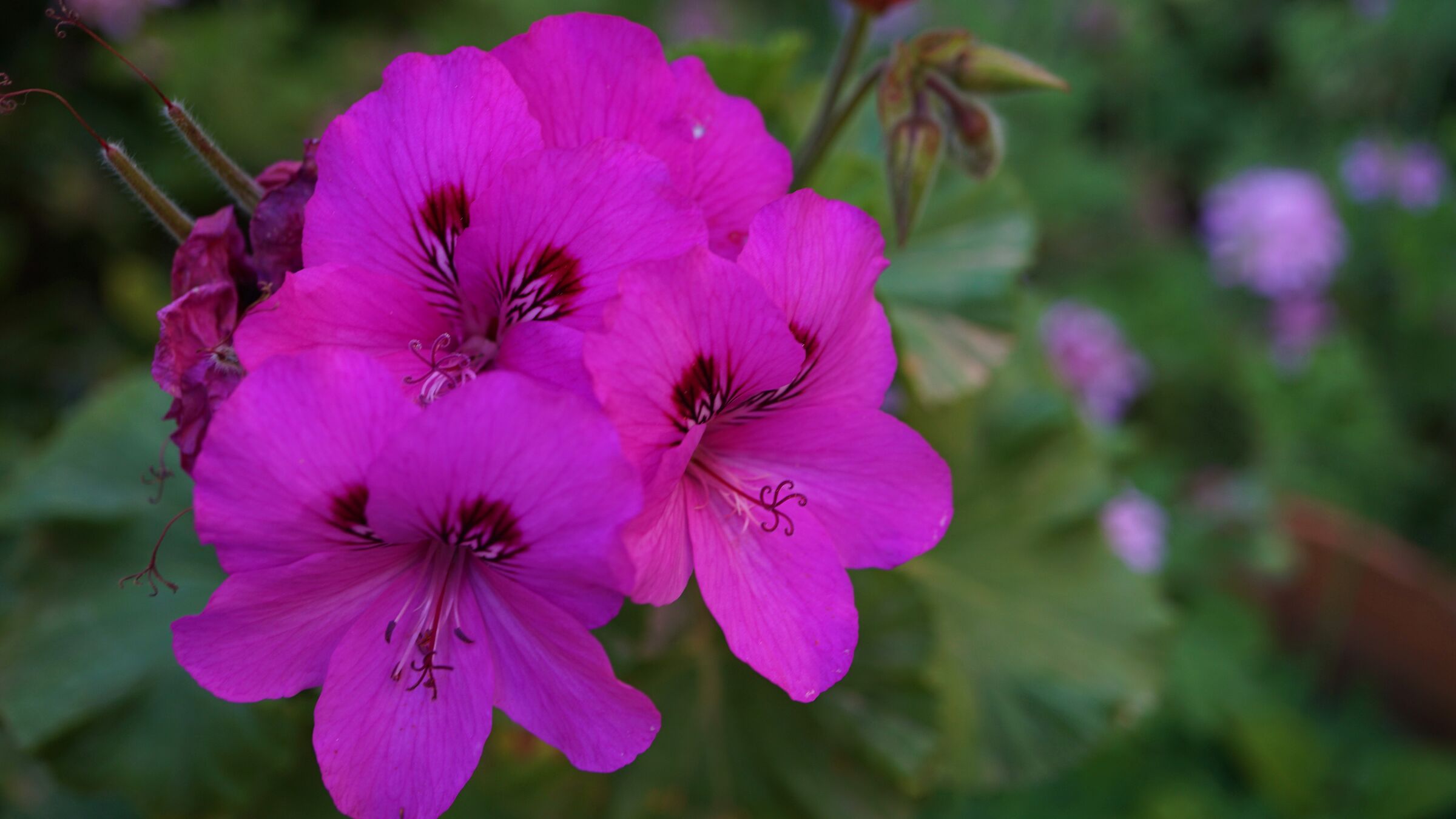 my garden