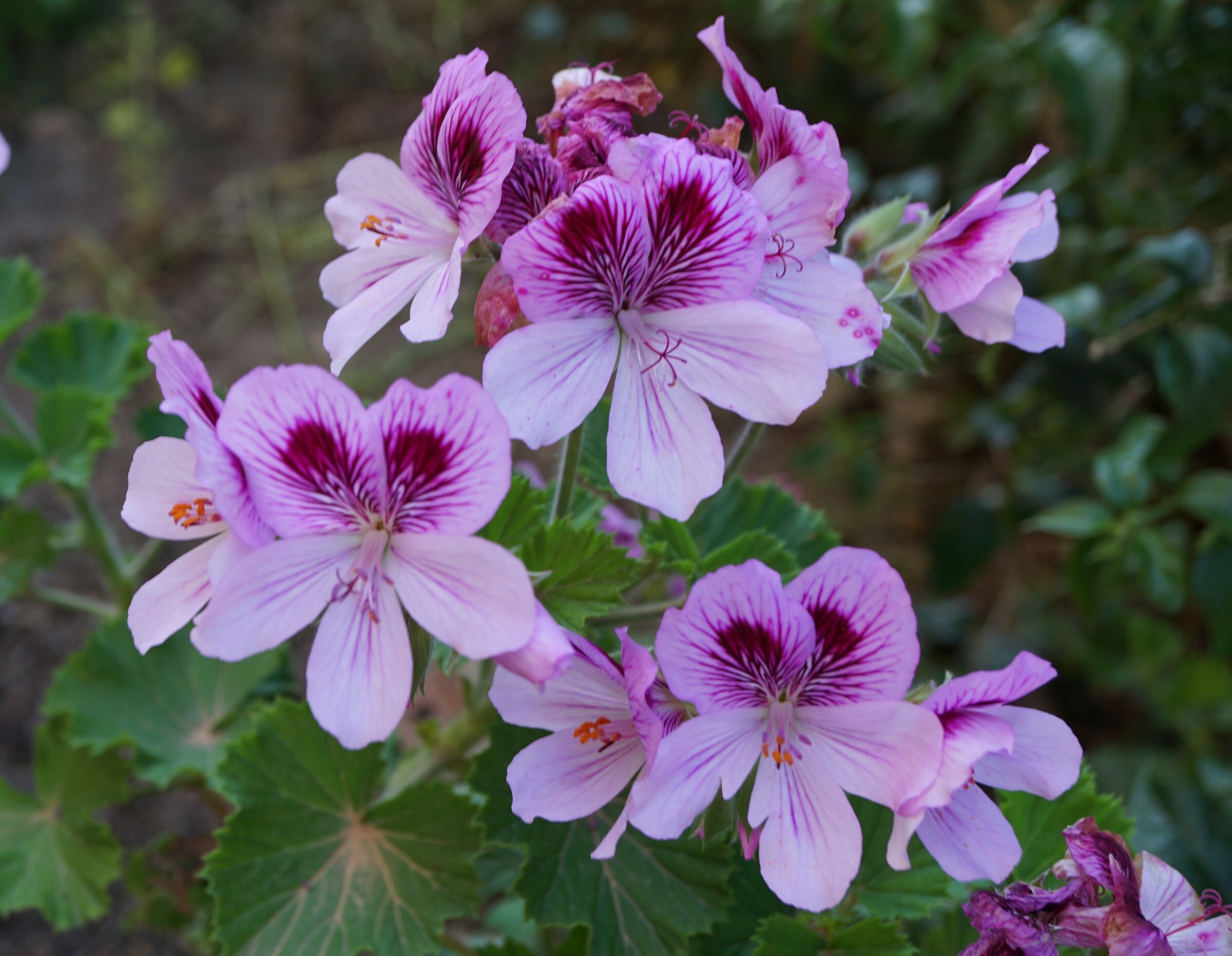 mio giardino