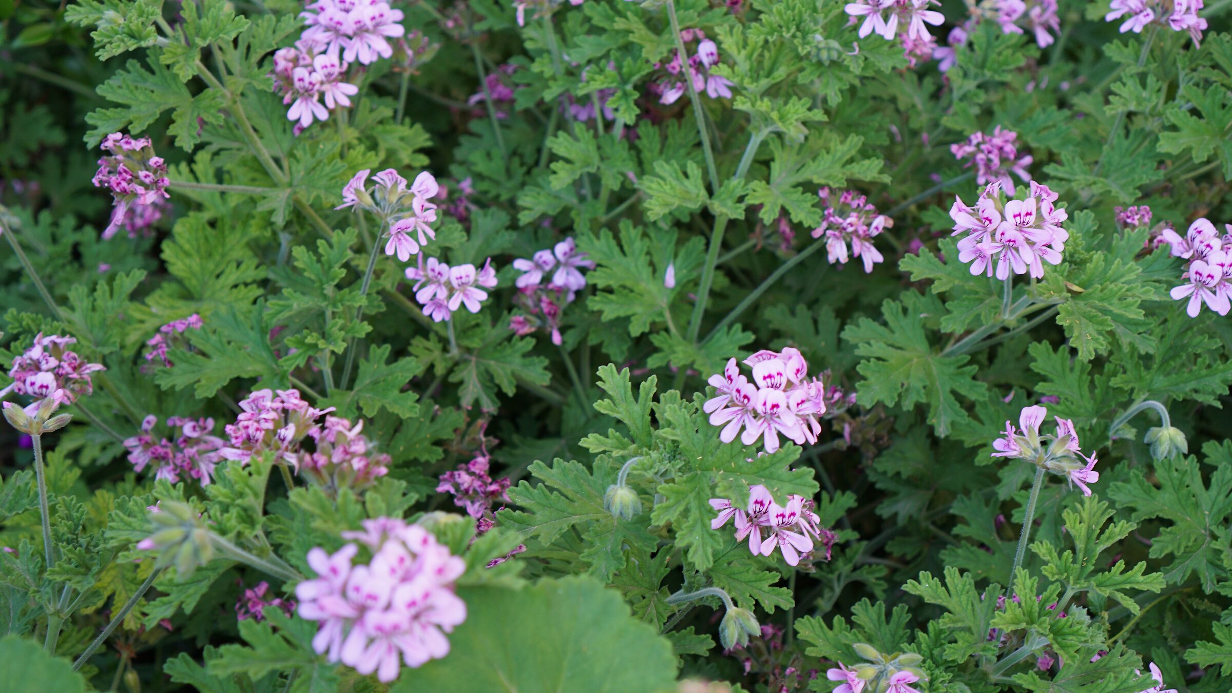 my garden