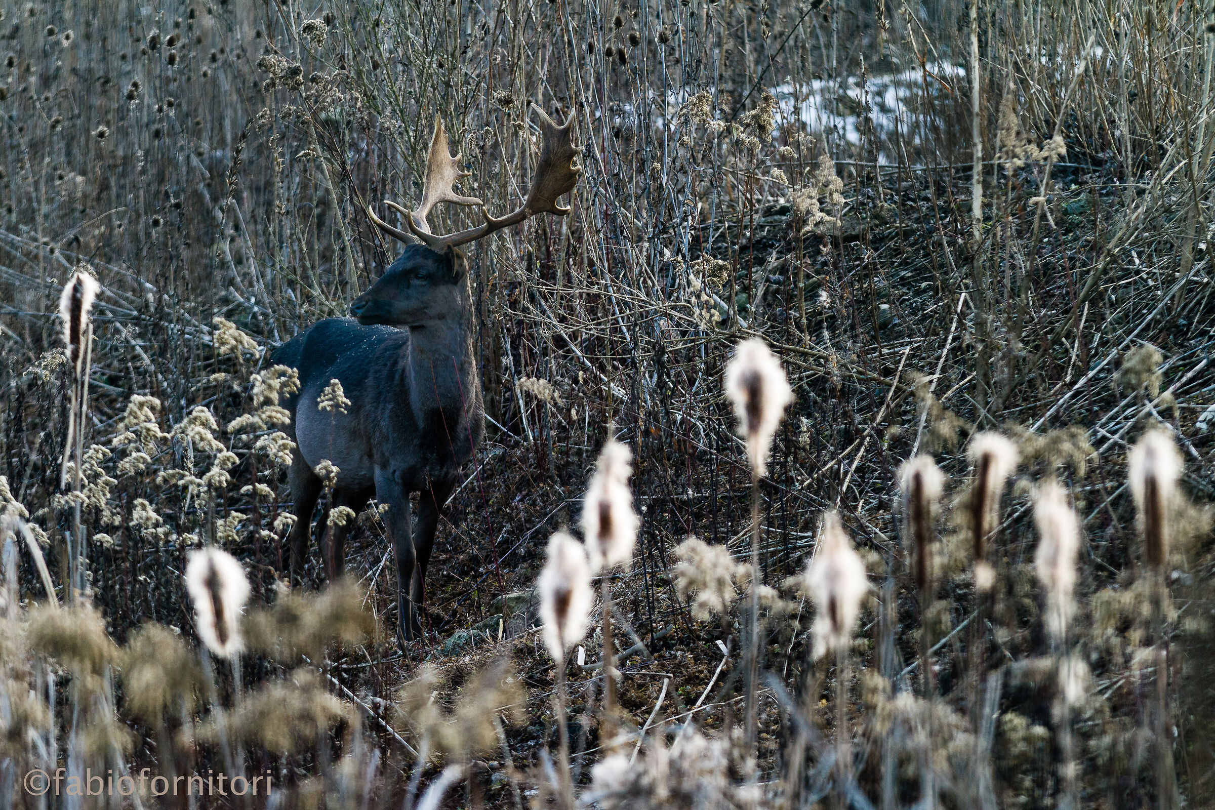 Daino Melanico in inverno , Varese 2021