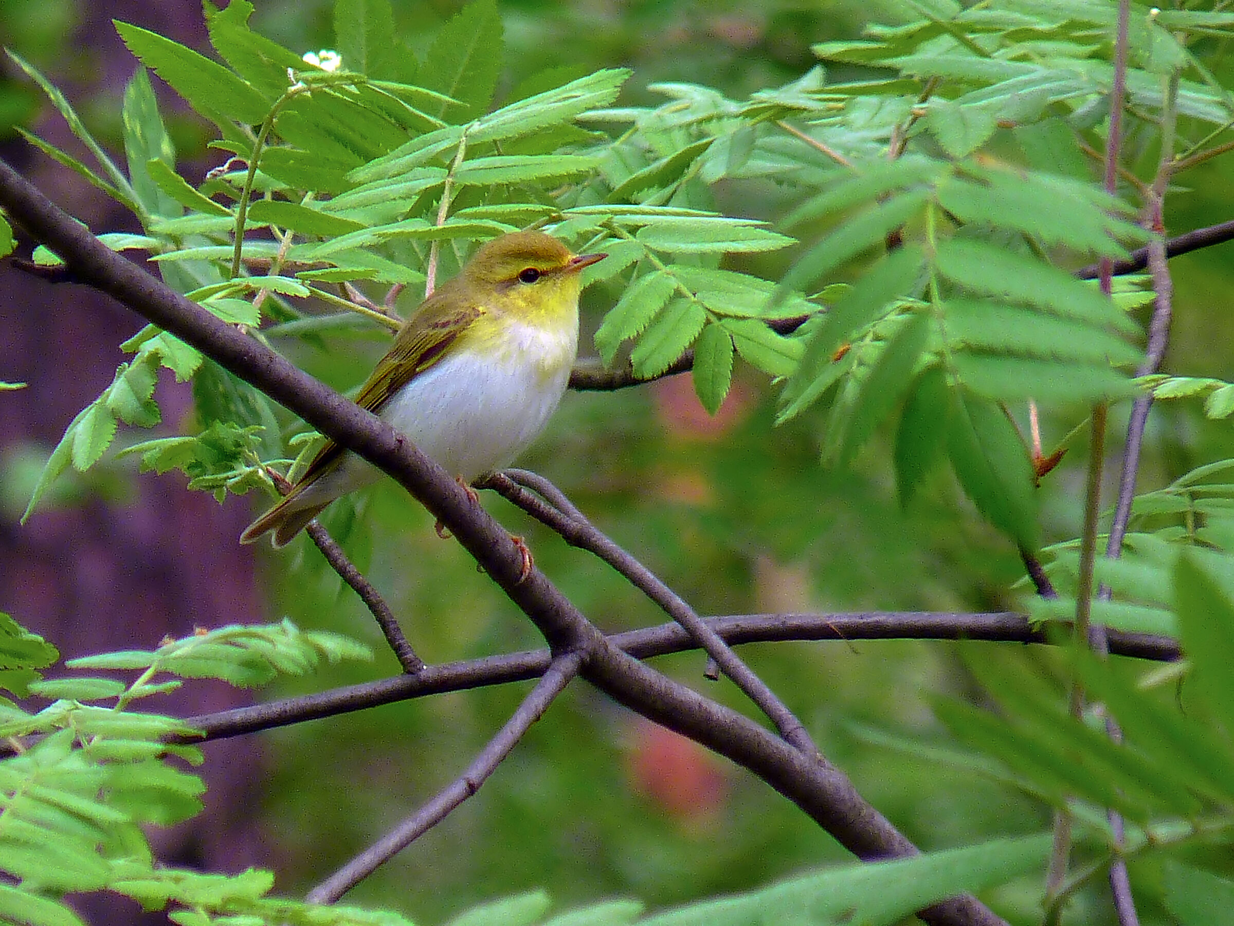 Swistunka lesna (Phylloscopus sibilatrix)