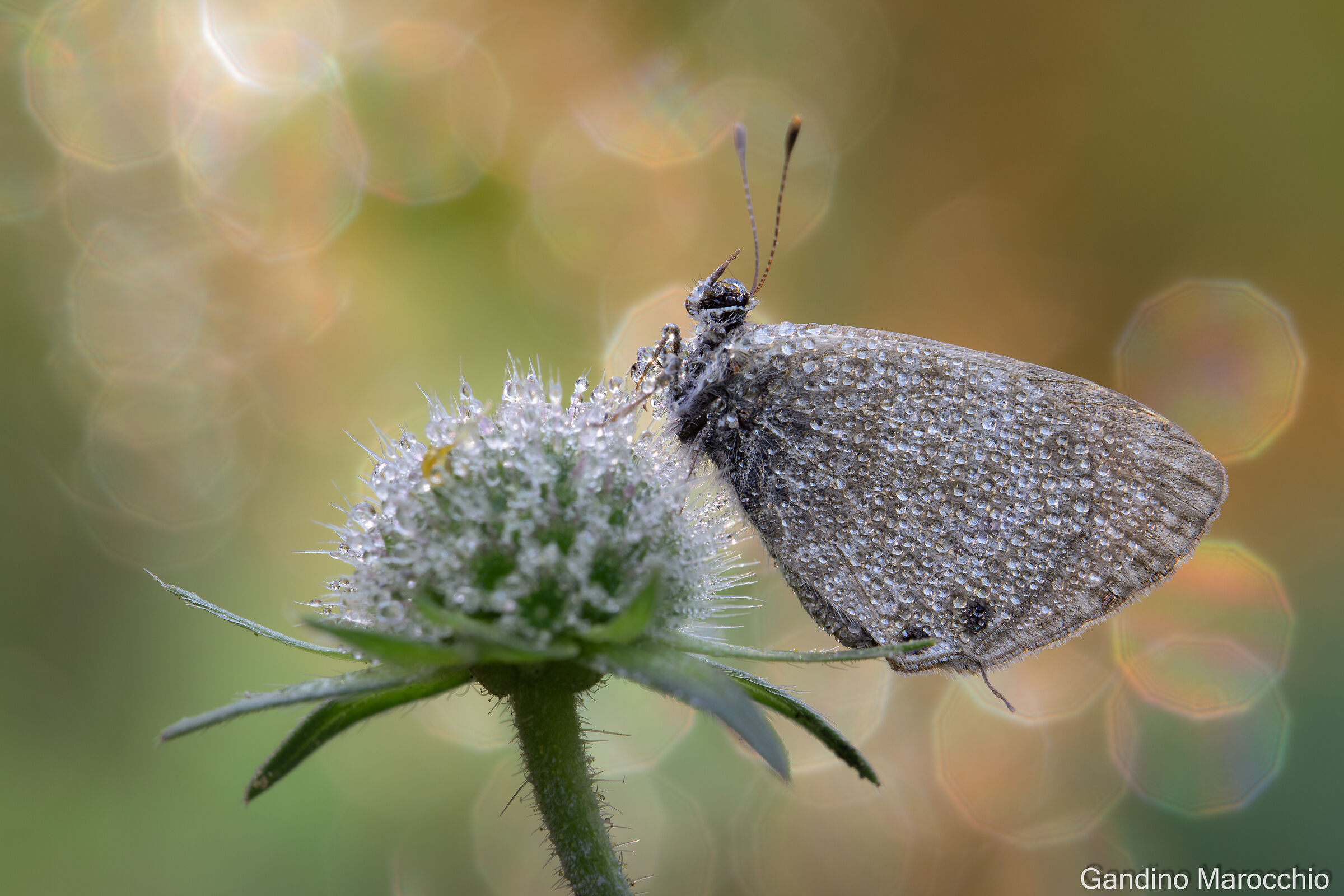 Leptotes Pirithous