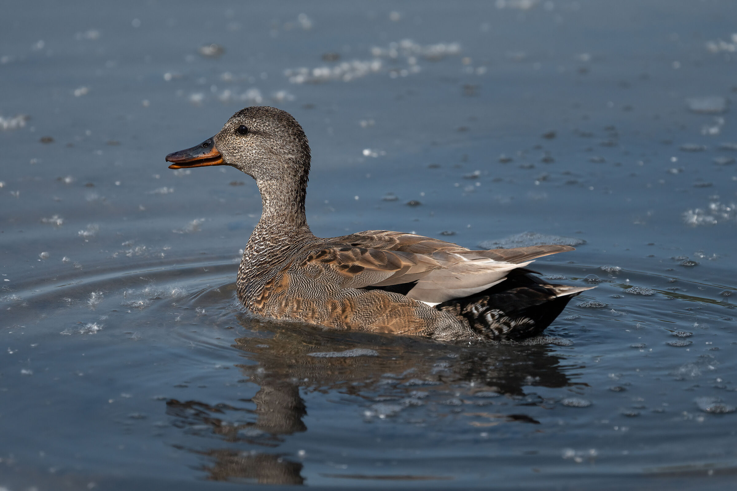 Canapiglia (Lago di Alviano)