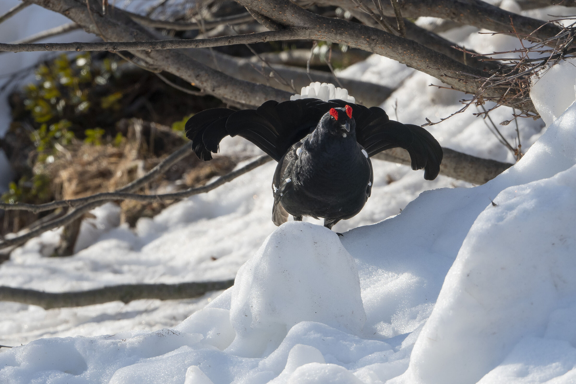 Black Grouse