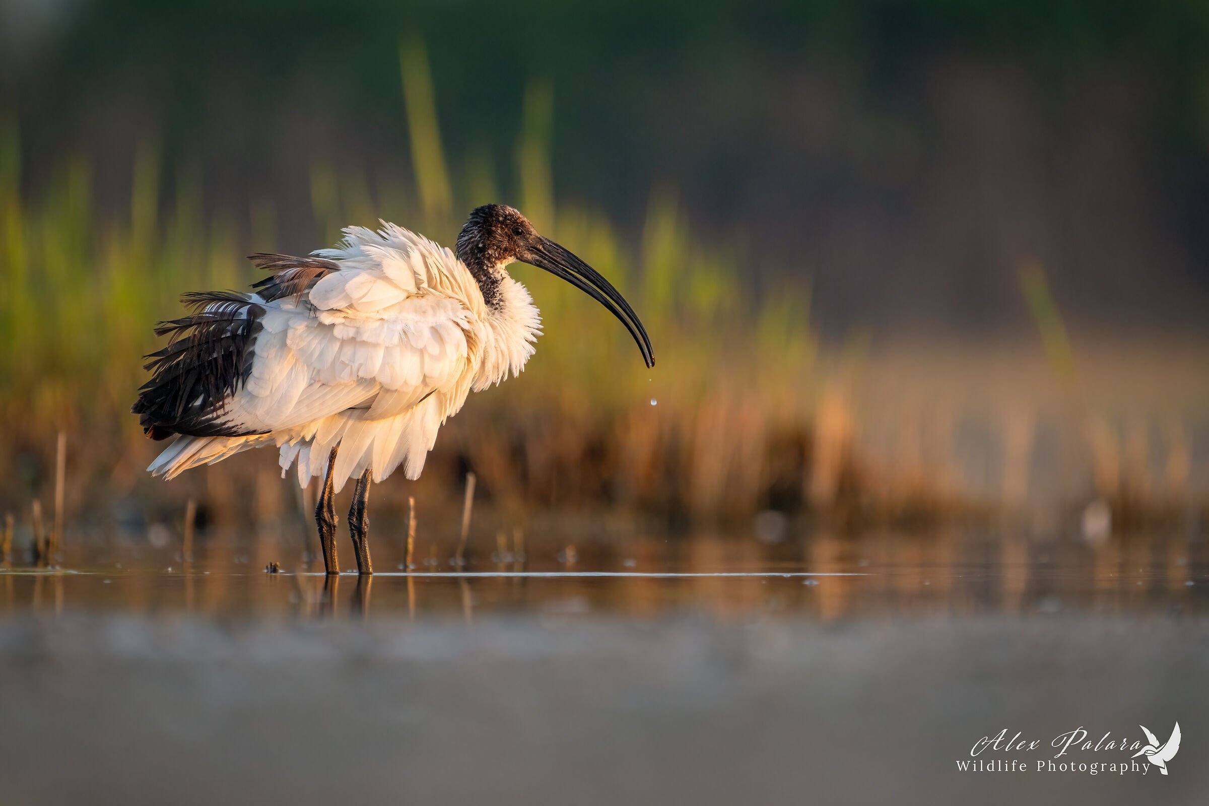 Ibis alle prime luci