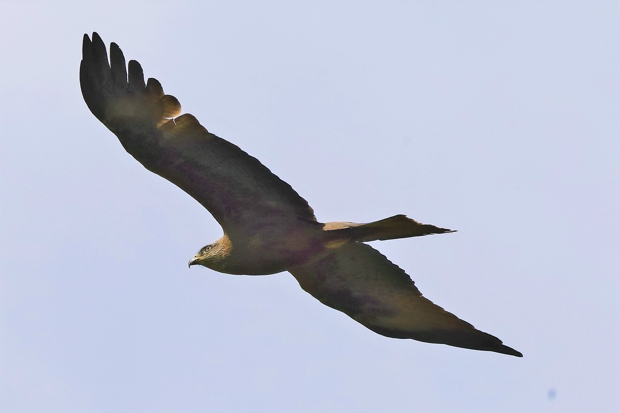 Nibbio bruno 27-04-2022