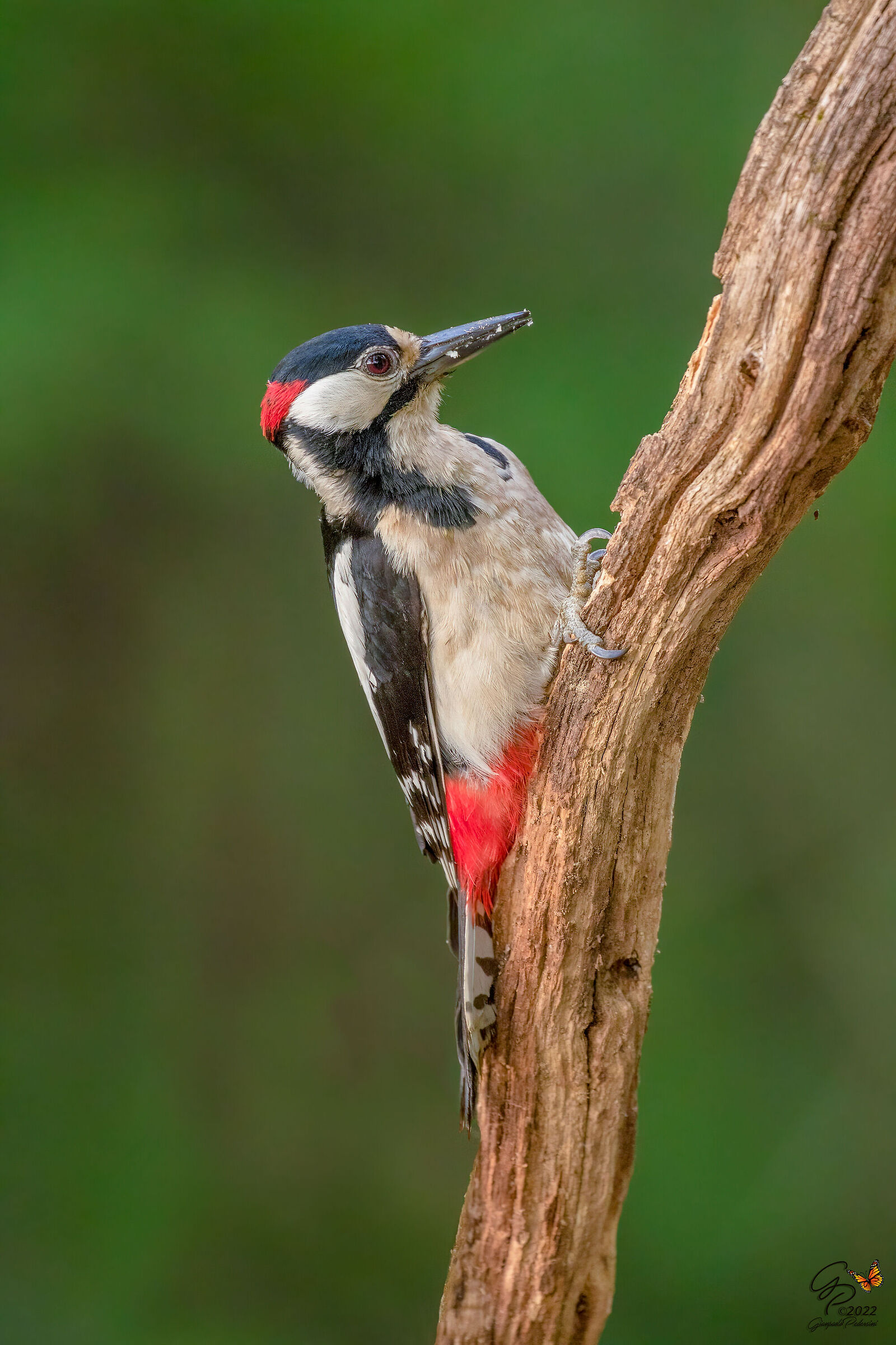 Picchio rosso maggiore