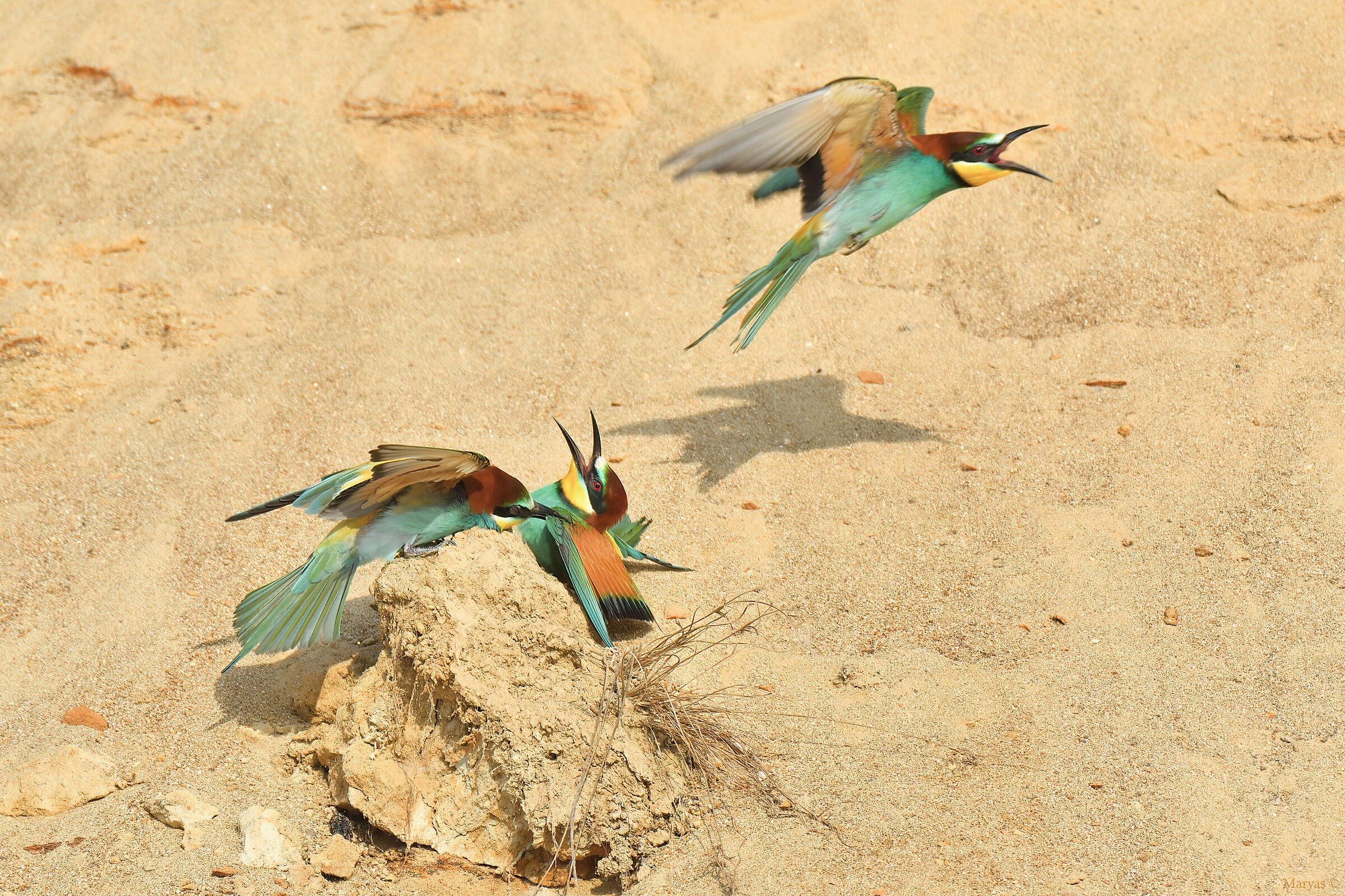 I'll spread your wings