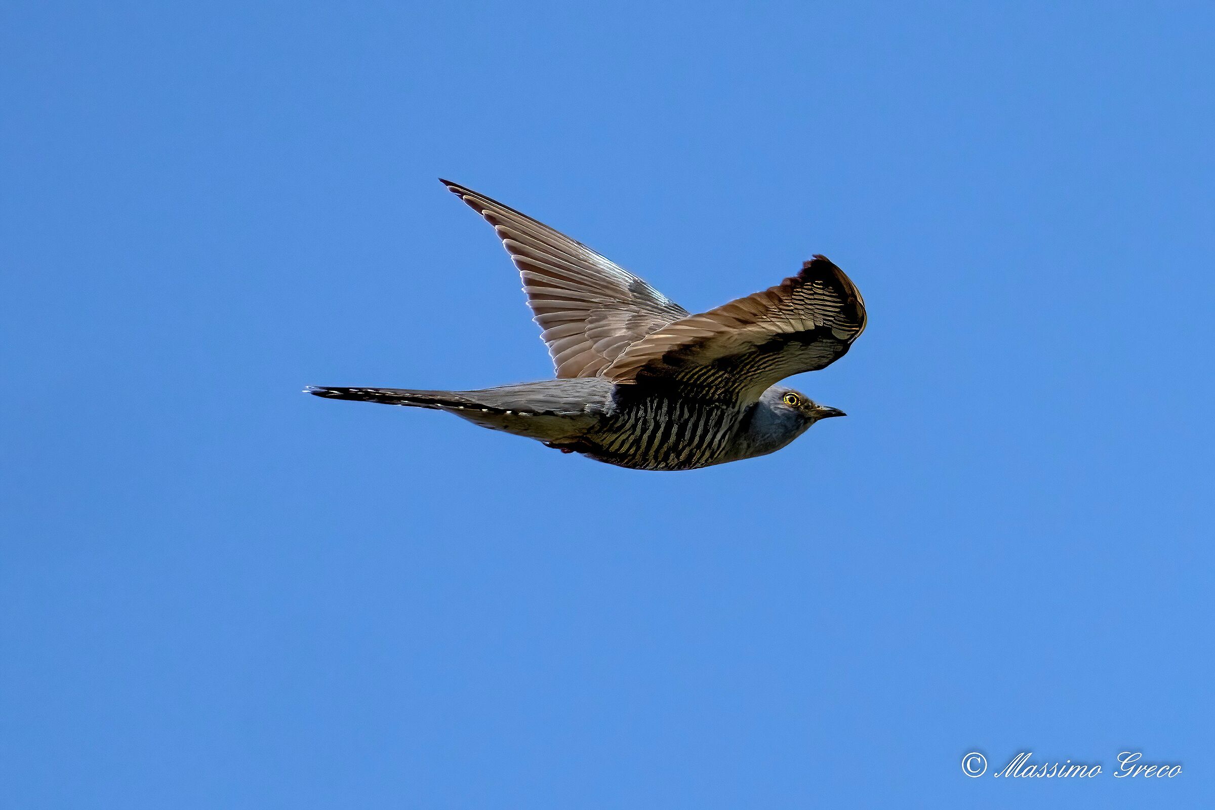 Cuckoo (Cuculus canorus)