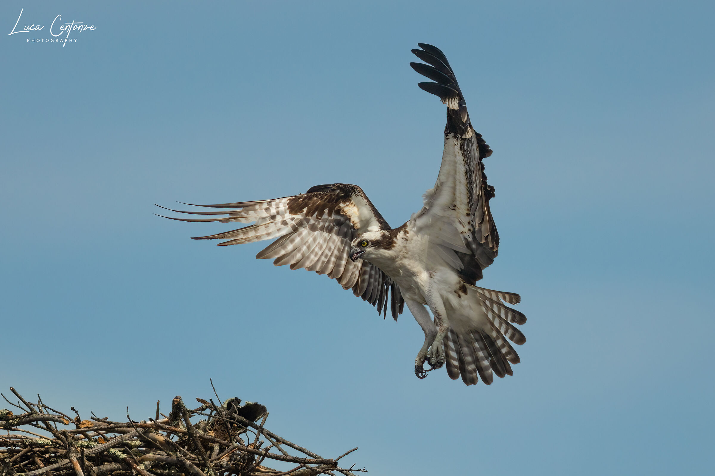 Osprey (Falco Pescatore) Pandion haliaetus