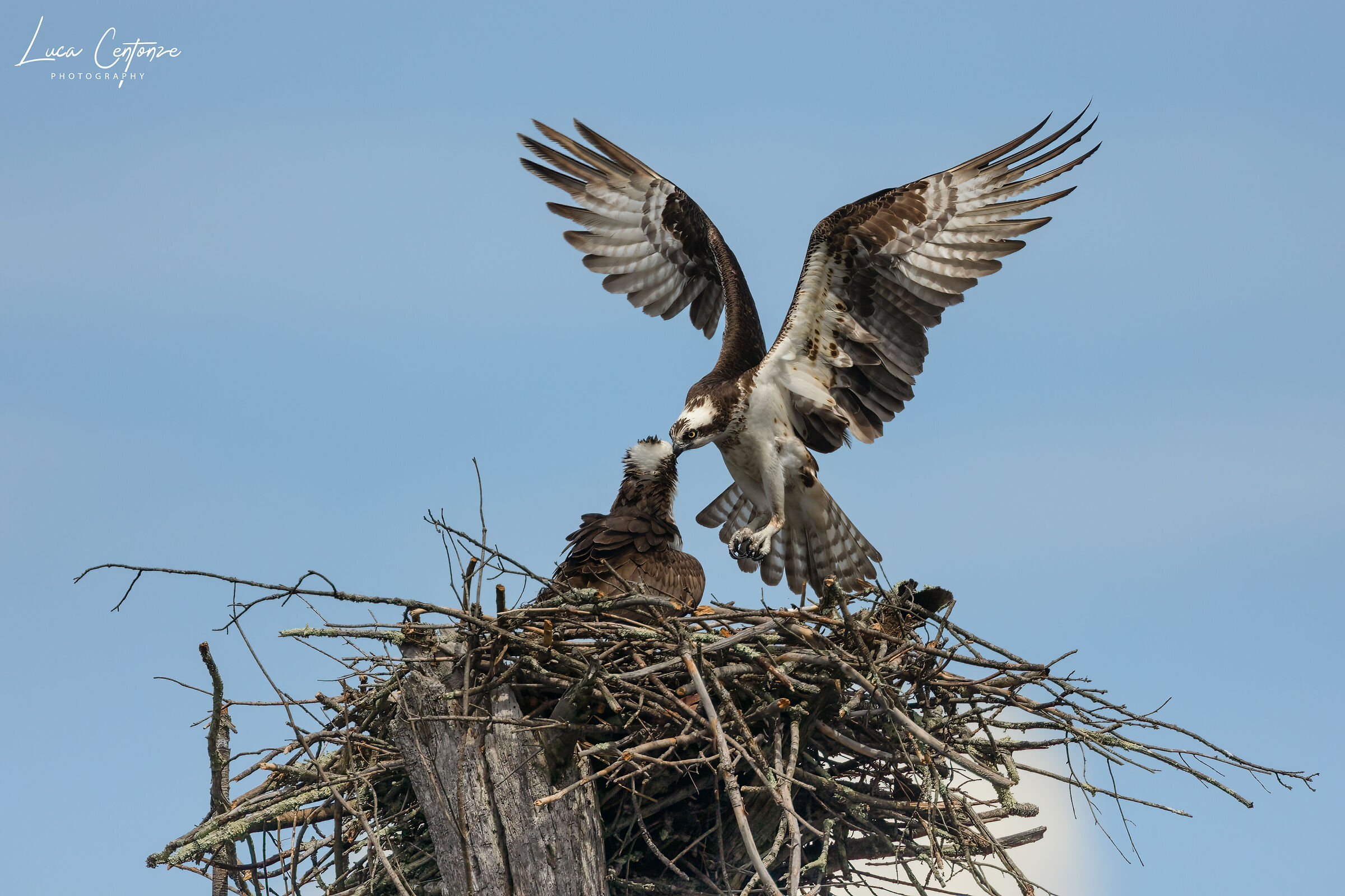 Osprey (Falco Pescatore) Pandion haliaetus