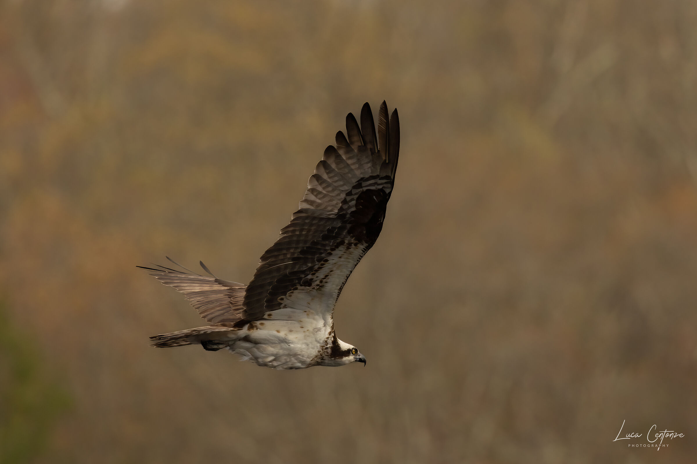 Osprey (Falco Pescatore) Pandion haliaetus