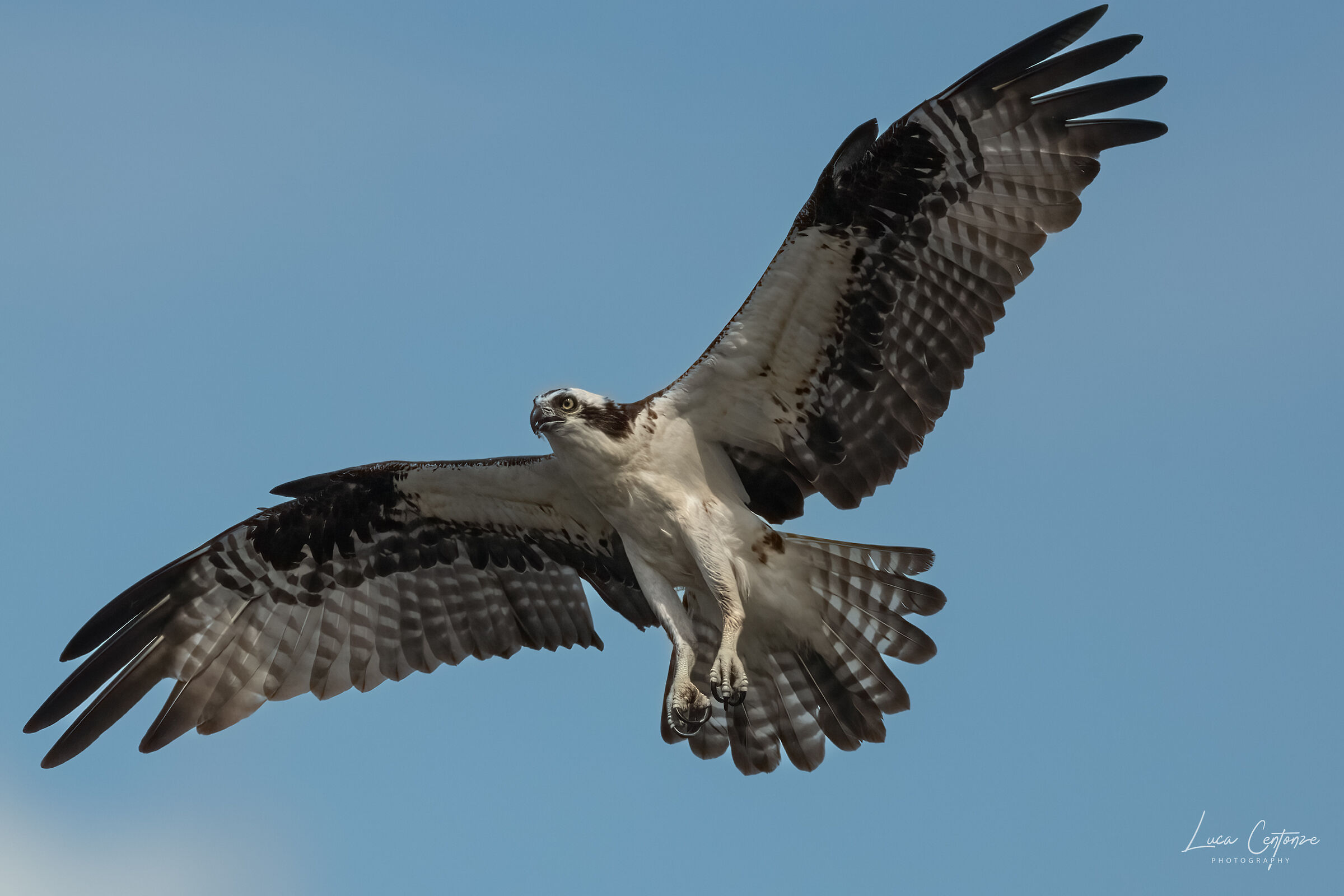Osprey (Falco Pescatore) Pandion haliaetus