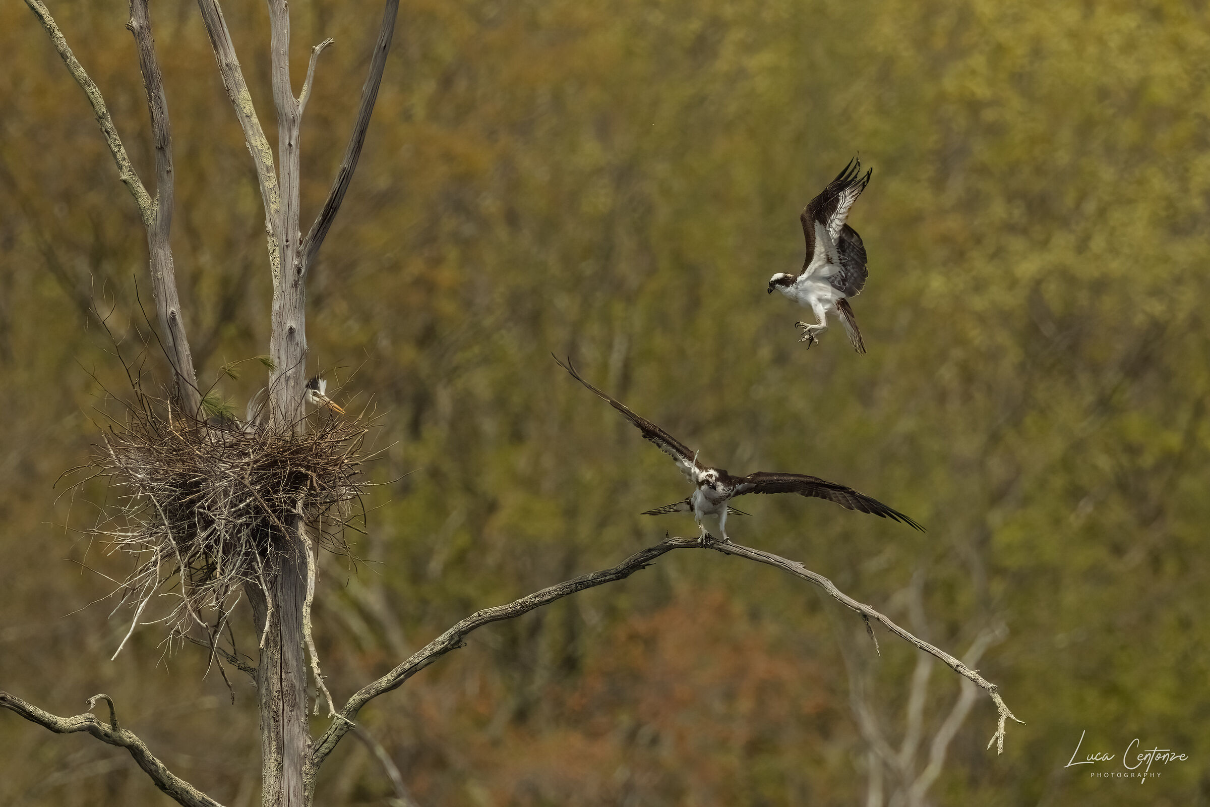 Lite fra Osprey con giovane Airone che fa da spettatore