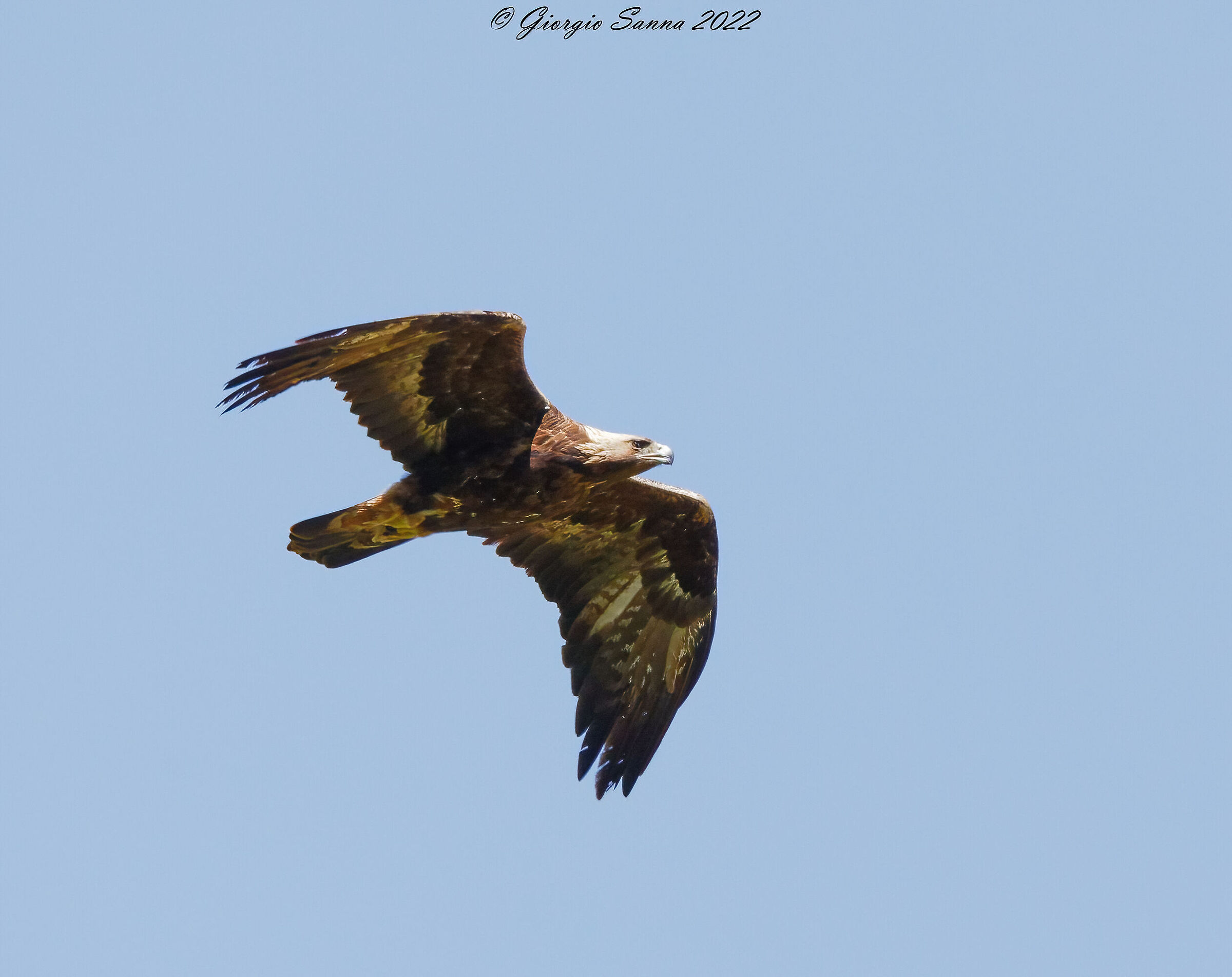 Golden eagle