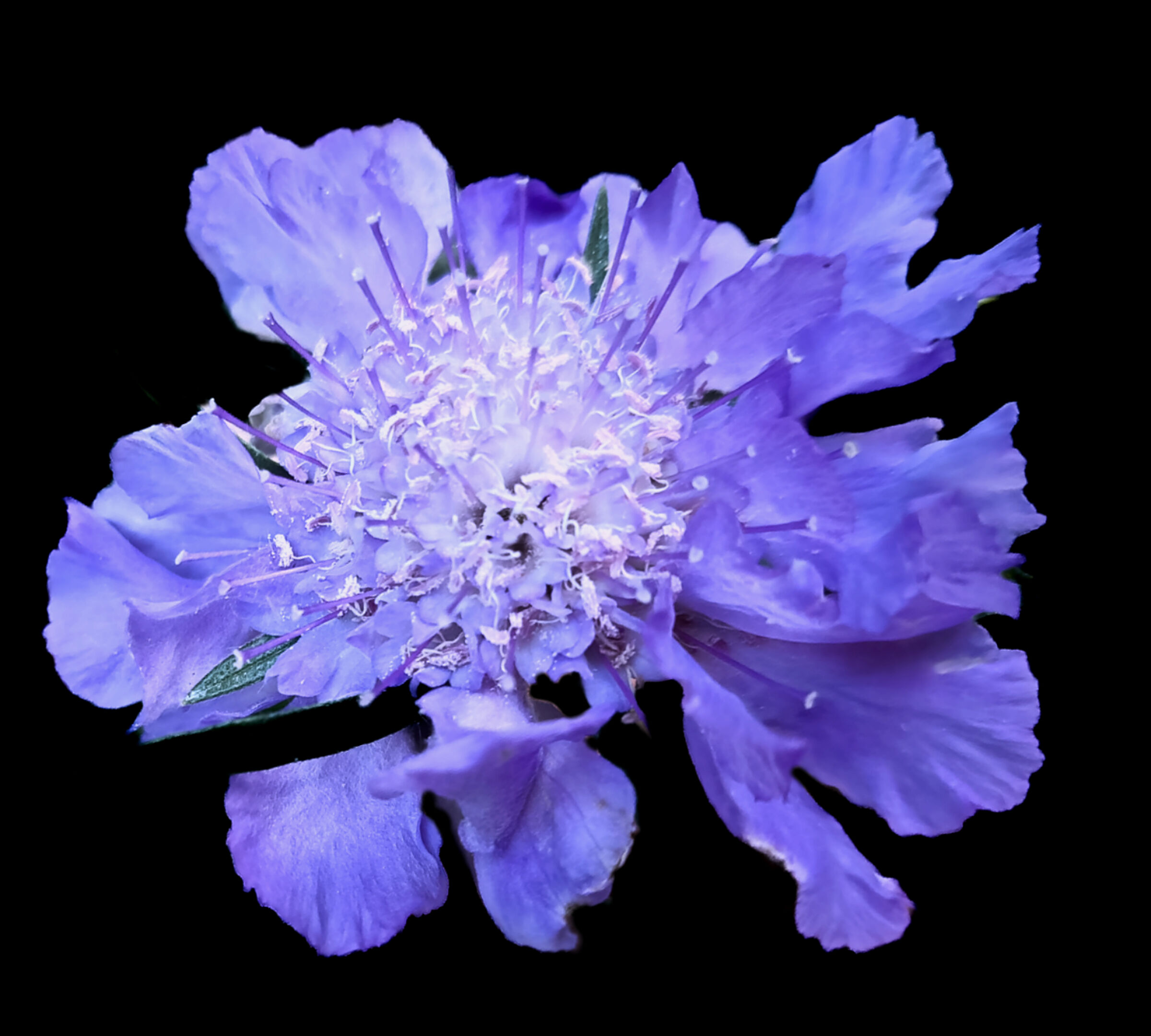 Scabiosa Caucasica