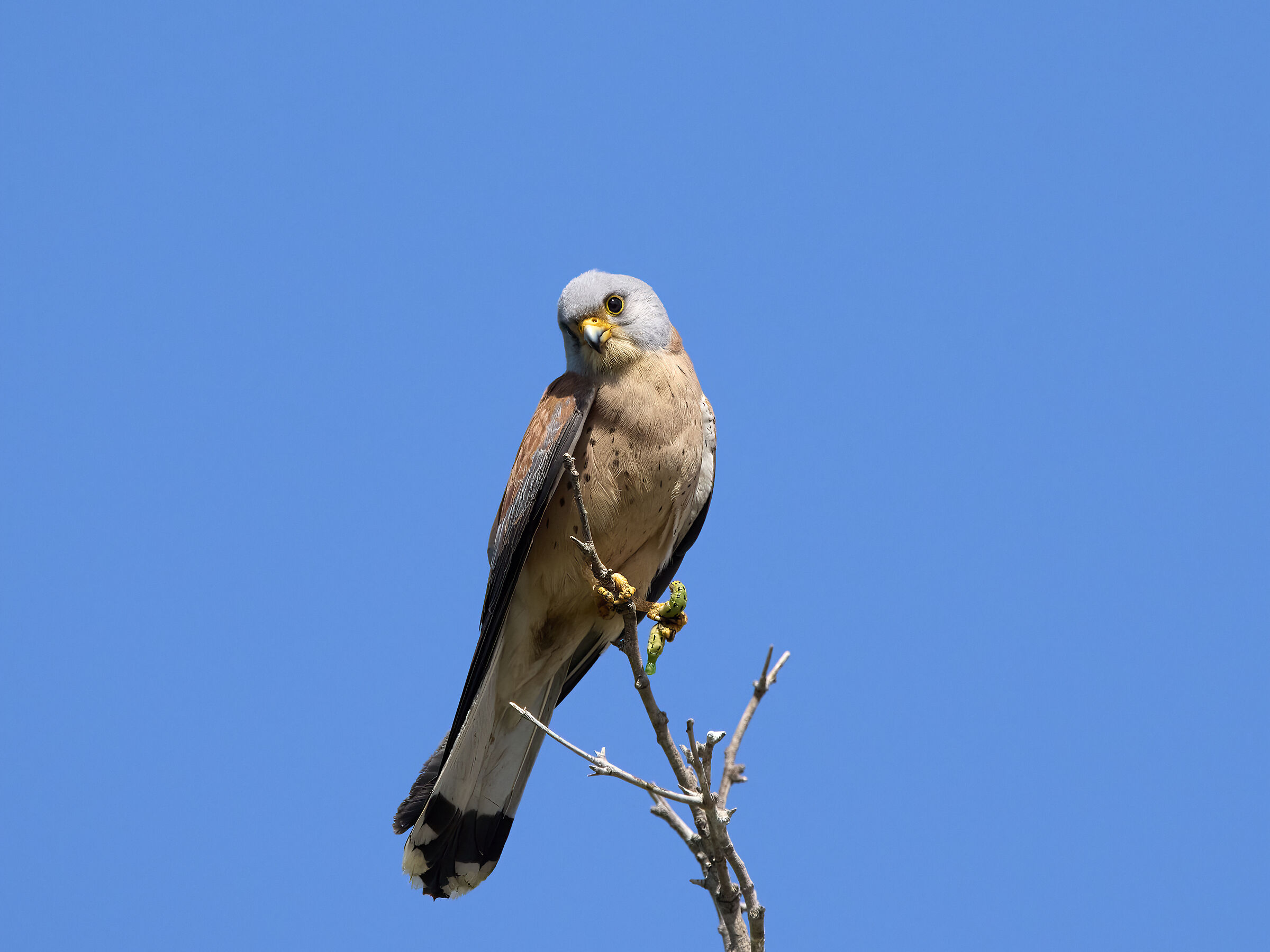 Kestrel