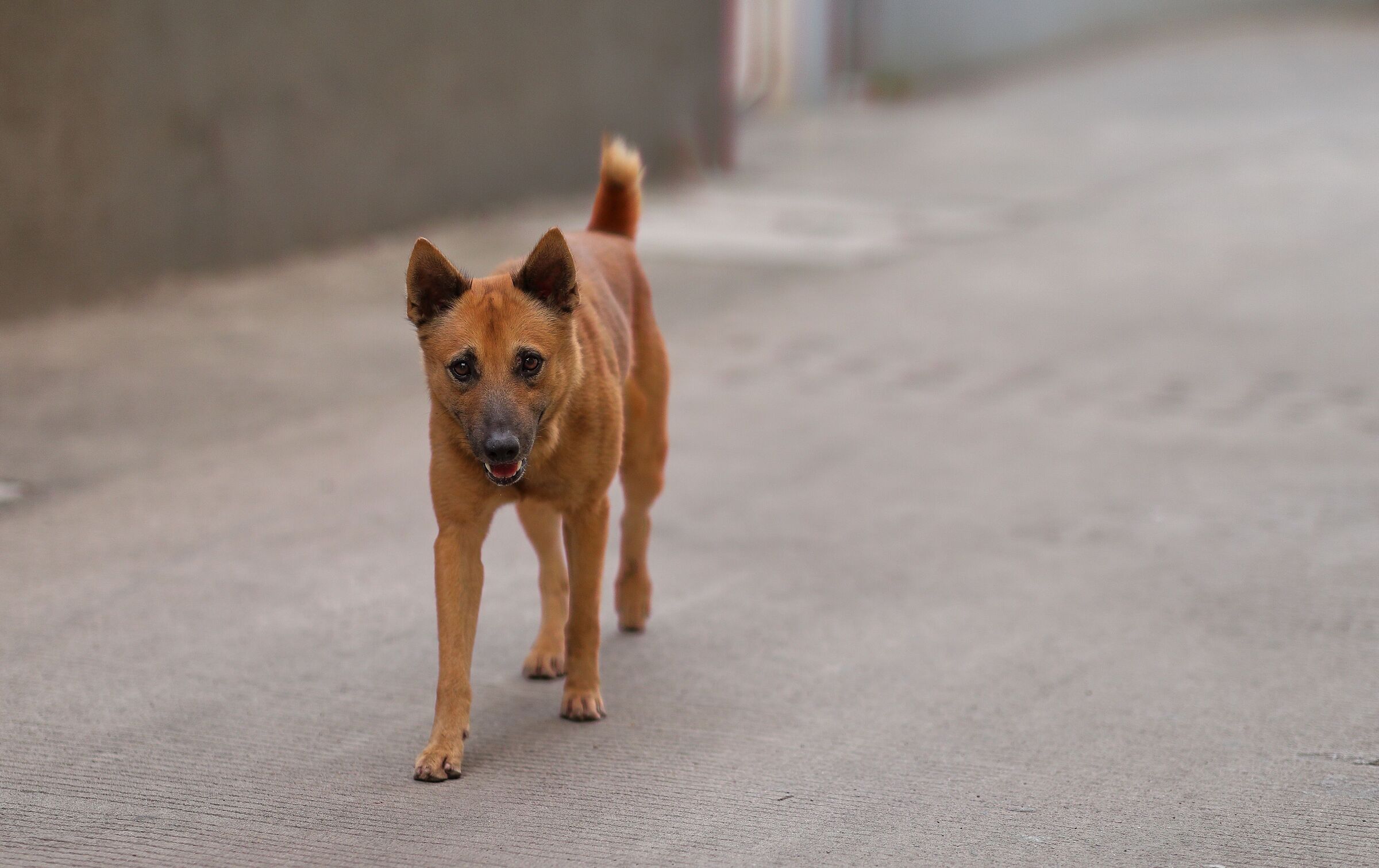 Stray dog