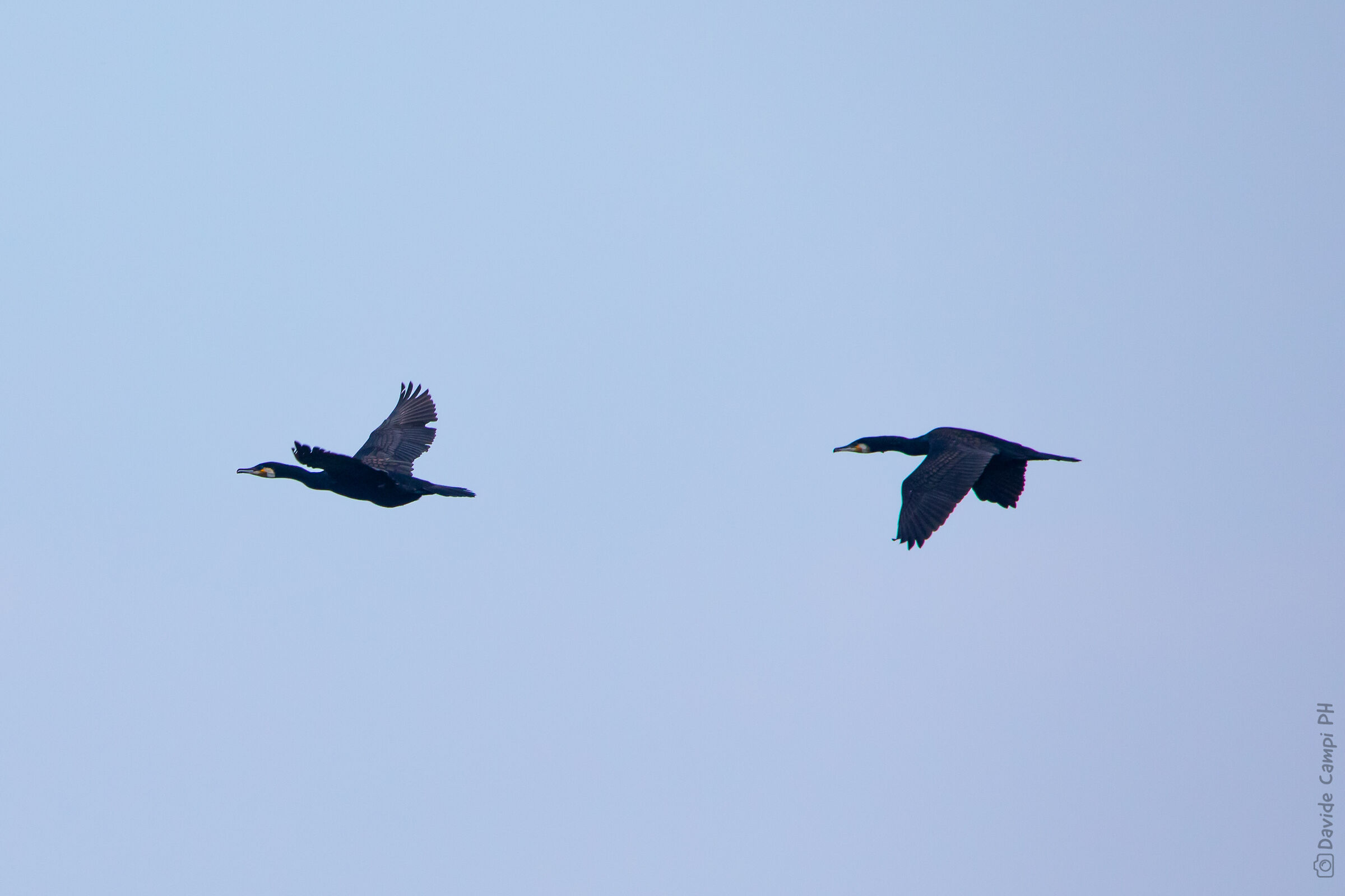 Cormorani in volo