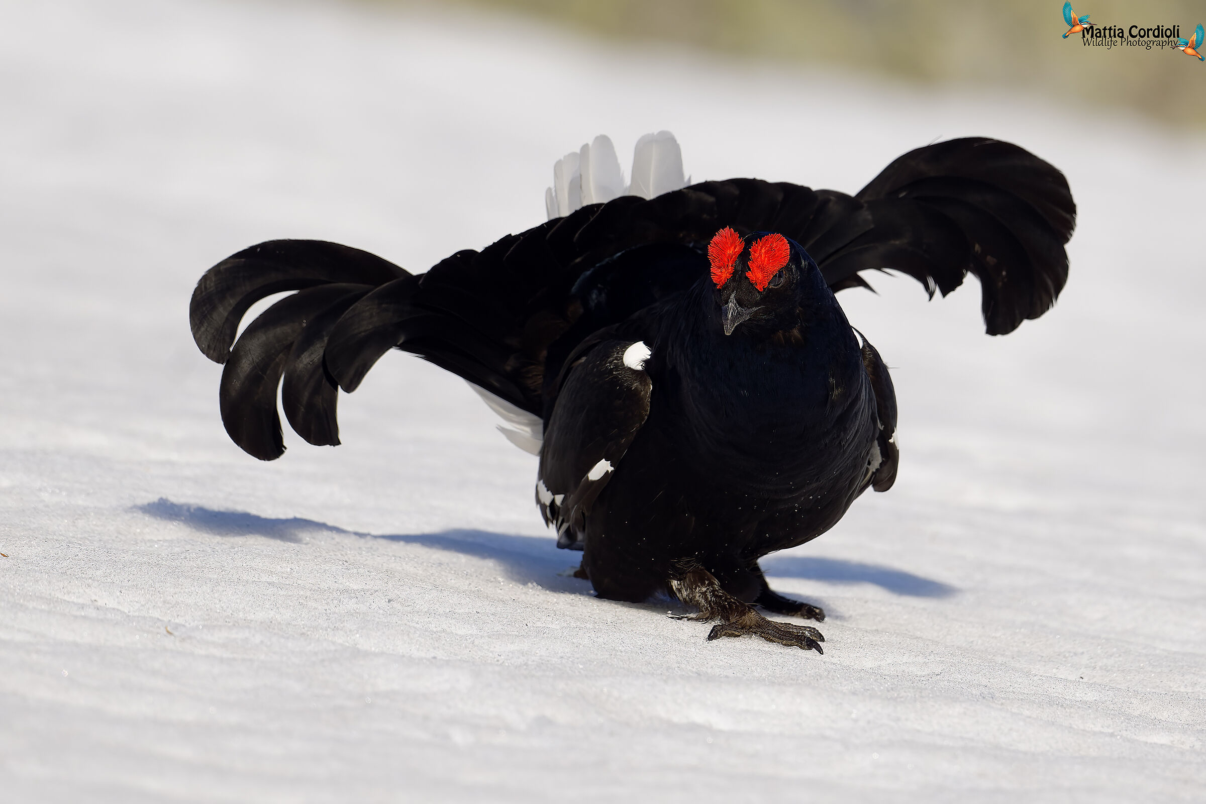 black grouse