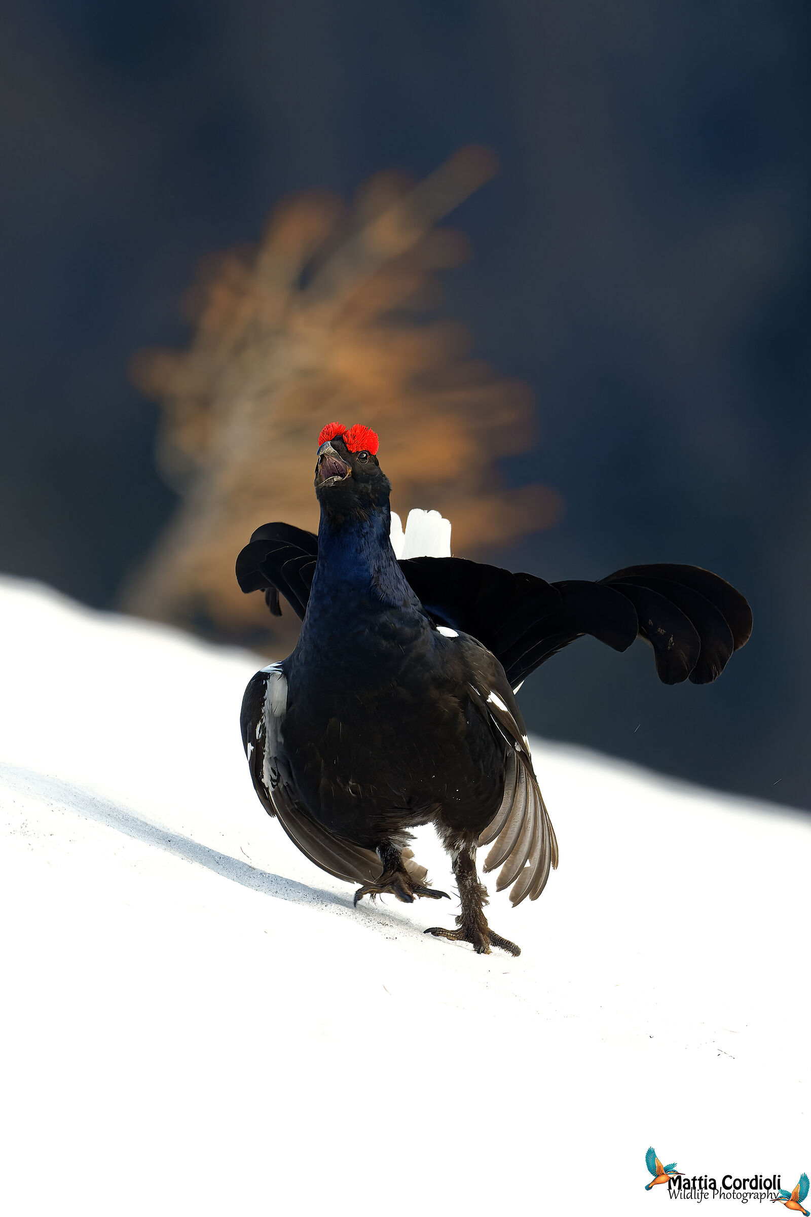 black grouse
