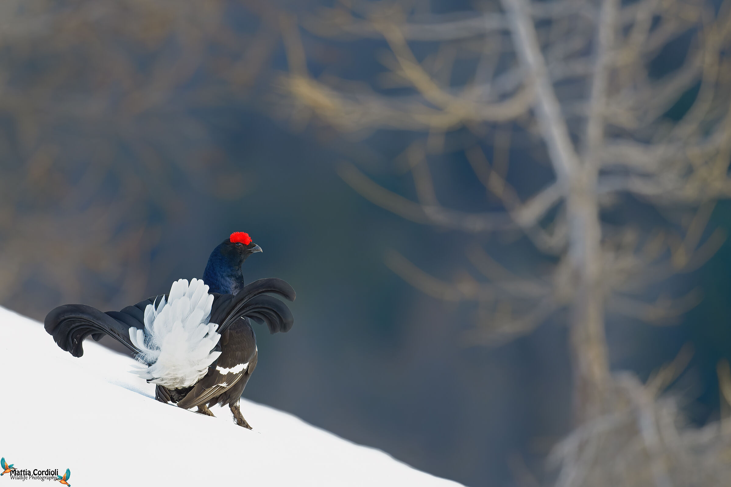 mountain pheasant