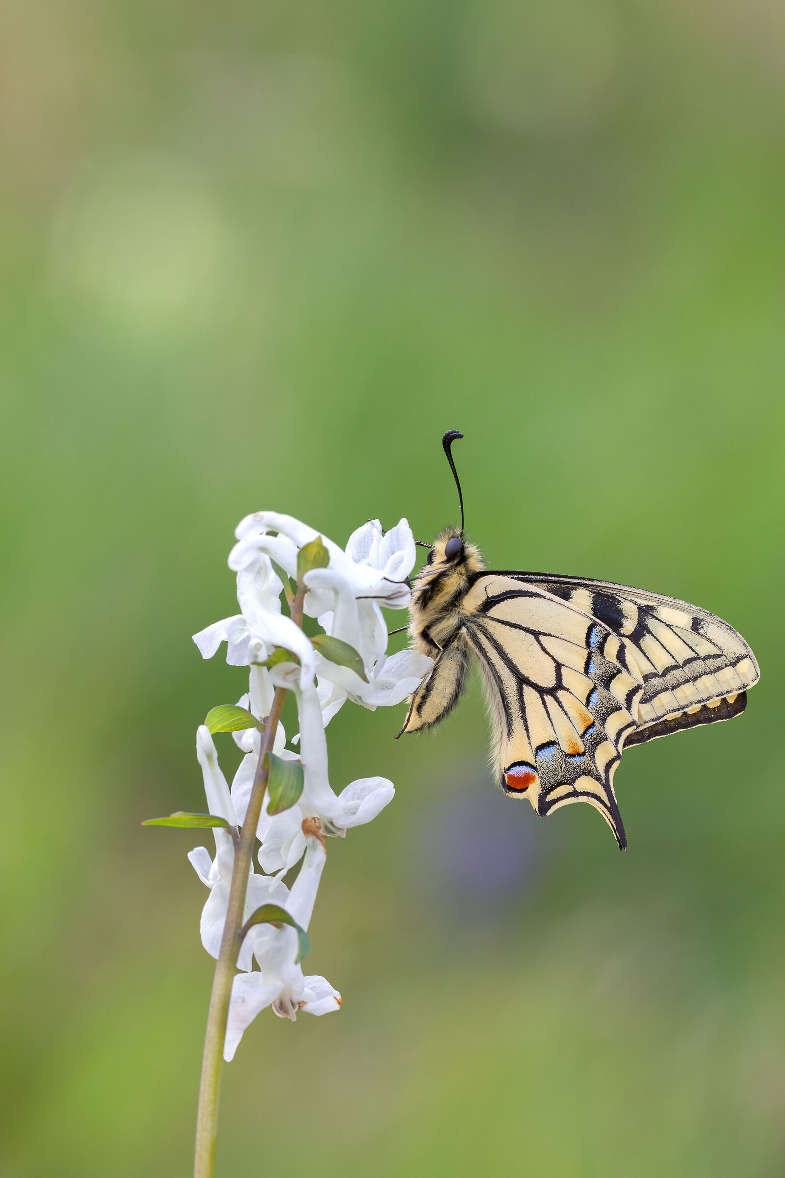 swallowtail