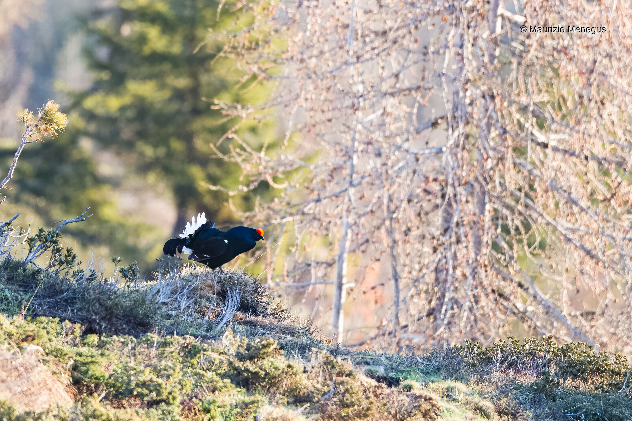 Gallo forcello ambientato